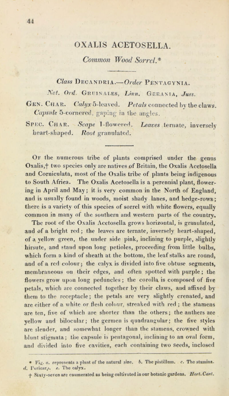 OXALIS ACETOSELLA. Common Wood Sorrel * Class Decandria.— Order Pentagynia. Net. Ord. Gruinales, Linn. Geranta, Juts. Oen. Char. Calyx 5-leaved. Petals connected by the claws. Capsule 5-cornered, gaping* in Ihe angles. Spec. Char. Scape I-(lowered. Leaves ternate, inversely heart-shaped. Root granulated. Of the numerous tribe of plants comprised under the genus Oxalis/f two species only are natives of Britain, the Oxalis Acetosella and Corniculata, most of the Oxalis tribe of plants being indigenous to South Africa. The Oxalis Acetosella is a perennial plant, flower- ing in April and May; it is very common in the North of England, and is usually found in woods, moist shady lanes, and hedge-rows; there is a variety of this species of sorrel with white flowers, equally common in many of the southern and western parts of the country. The root of the Oxalis Acetosella grows horizontal, is granulated, and of a bright red ; the leaves are ternate, inversely heart-shaped, of a yellow green, the under side pink, inclining to purple, slightly hirsute, and stand upon long petioles, proceeding from little bulbs, which form a kind of sheath at the bottom, the leaf stalks are round, and of a red colour; the calyx is divided into five obtuse segments, membraneous on their edges, and often spotted with purple ; the flowers grow upon long peduncles; the corolla is composed of five petals, which are connected together by their claws, and affixed by them to the receptacle; the petals are very slightly crenated, and are either of a white or flesh colour, streaked with red ; the stamens are ten, five of which are shorter than the others; the anthers are yellow and bilocular; the germen is quadrangular; the five styles are slender, and somewhat longer than the stamens, crowned with blunt stigmata; the capsule is pentagonal, inclining to an oval form, and divided into five cavities, each containing two seeds, inclosed * Fig. a. represents a plant of tbe natural size. b. The pistillnm. c. The stamina. d. Pericarp, e. The calyx. f Sixty-seven are enumerated as being cultivated in our botanic gardens, Hort. Cant.