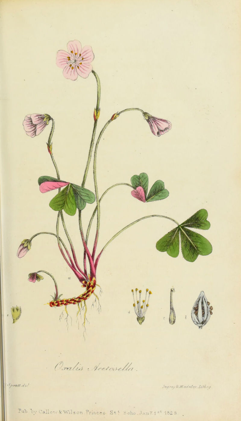 '' />ra/f Wey ^ TMjrey ?/ev.JZifii cy. ub by i all or. 4c Wilson princrs- St' ^ oho . J an7 1 st 1823