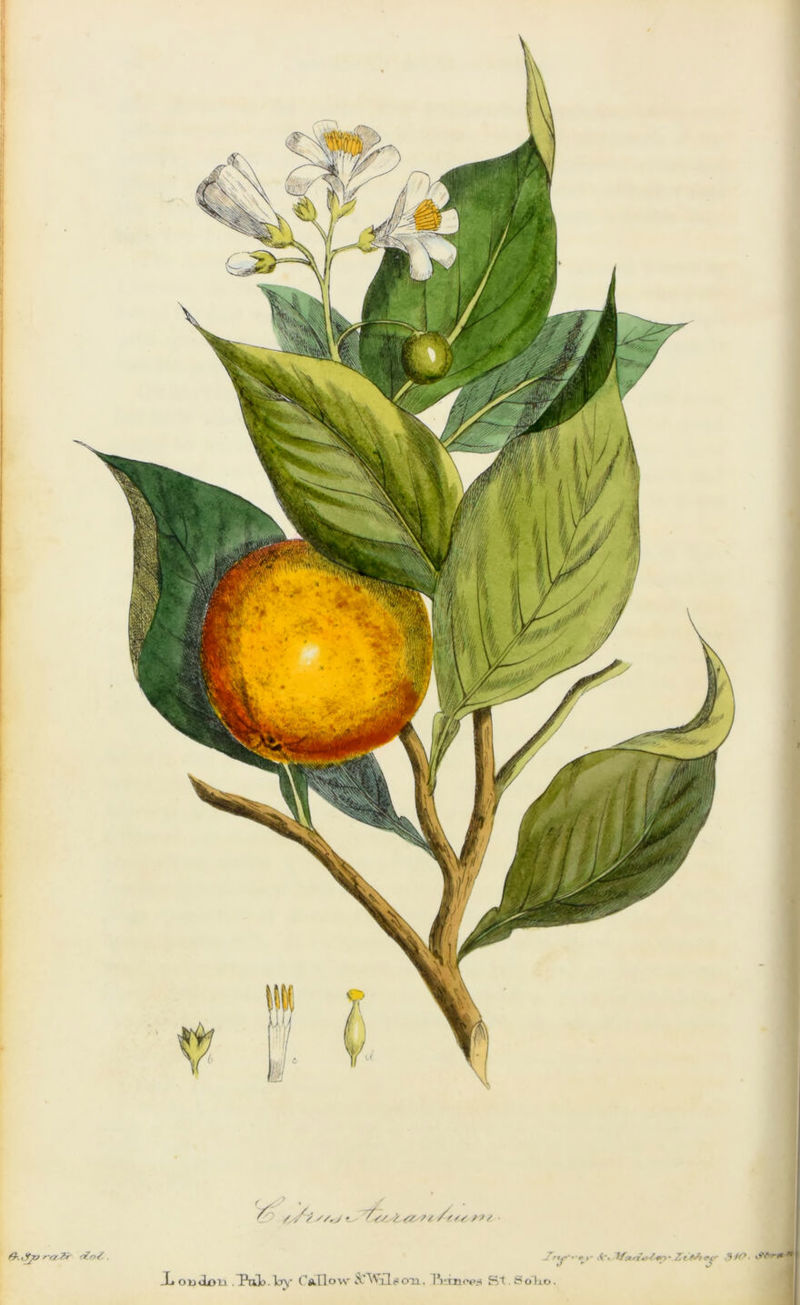 V, y-' C |{ft 'S.s • t /s LtZs/i /tf / ■ r?/ /ny’- e^ » • If #t Zr A4 <*(■ .3 to ^'Hjl Xoudou Tab. lav CaIIovs' ScVixlscm, ft-inoes St t’olio. tr. ,_YjU r r-fZi <ZoZ .