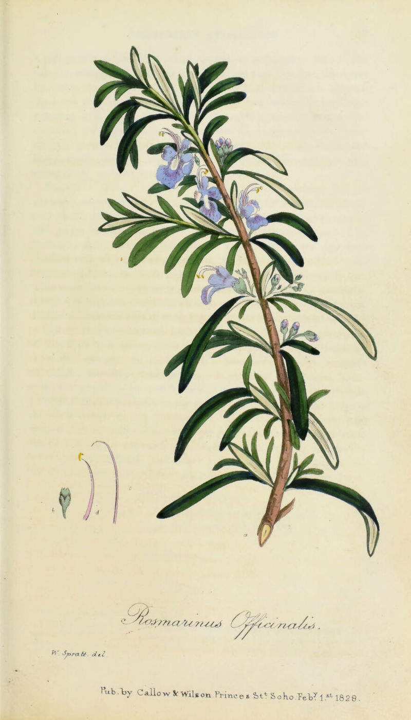 V ft Jjora U <i tl fub.\>y Callow Sf Wils on Princes S><C Soho.?eby 1st 182 9 .