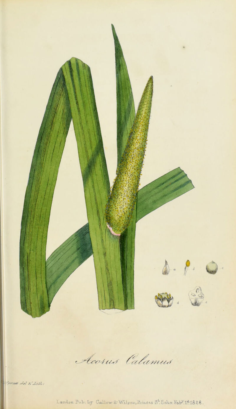 e c f YYYYYYY/ S/s* fyr'aif <V<*/ A 'Jji/7,: