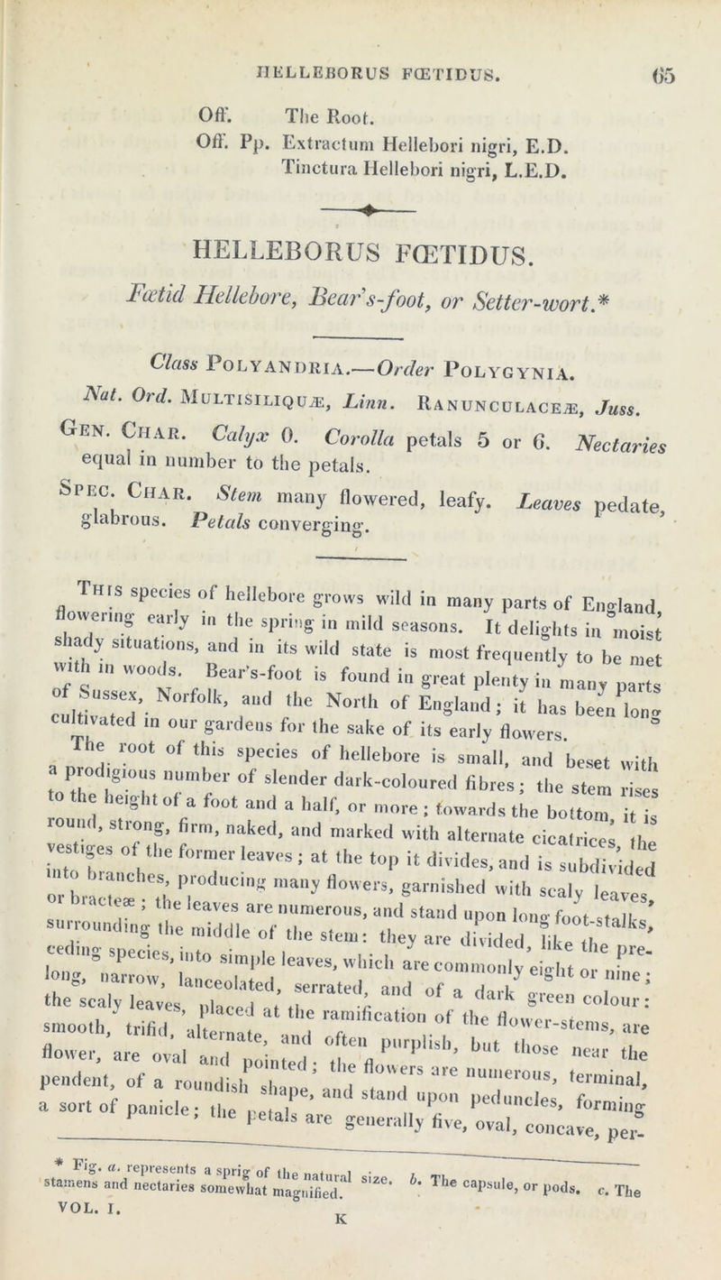 IIELLEBORUS FCETIDUS. Oft. The Root. Oft. Pp. Extractum Hellebori nigri, E.D. Tinctura Hellebori nigri, L.E.D. 15 HELLEBORUS FCETIDUS. Foetid Hellebore, Fear s-foot, ov Setter-wort Class Polyandria.—Order Polygynia. NaL 0rd% MuLTtsiLiQUJE, Linn. Ranunculaceje, Juss. Gen. Char. Calyx 0. Corolla petals 5 or G. Nectaries ecpial m number to the petals. S>Pr:o Char. Stem many flowered, leafy. Leaves pedate glabrous. Petals converging. Hrs species of hellebore grows wild in many parts of England owe ring early in the spring in mild seasons. It delights in moist shady situations, and in its wild state is most frequently to be met w.th tn woods. Bear-s-foot is found in great plenty in many p of Sussex, No,-fo'k, and the North of England; it has bein'Un- cultivated m our gardens for the sake of its early flowers. fhe root „f this species of hellebore is small, and beset with a prodigious number of slender dark-coloured fibres; the stem rile the 1,eight ot a foot and a half, or more ; towards the bottom it is round, strong, firm, naked, and marked with alternate cicatrices the vestiges ot the former leaves ; at the top it divides, and is subdivided or hlaZ a T '* lany fl°e,'s> 8arnished with scaly leaves ‘ , the leaves are numerous, and stand upon lorn-foot stall- ’ surrounding the middle of the stem: they are dilided fd^ lm ’ :::s,rr t are•“*** or the sealv leaves ZeTatSr P °f * dark 8'een colour: smooth, trifid alt eTai , T ° °f ,e ,W<'r-s“™s, are flower, are ovaland^d,kUt tll0se the pendent, of a roundish sh  ’ Ul,lei'0us> terminal, a sort of panicle; the reJlV, ^'iT' ,K‘<luC,es’ fo™i'>S l-ela.s ate generally hve, oval, concave, pei° stamens and nectaries somewhat magnified^ S'Z°' The “P^e, or ,io(ts. c. The VOL. I. b * K