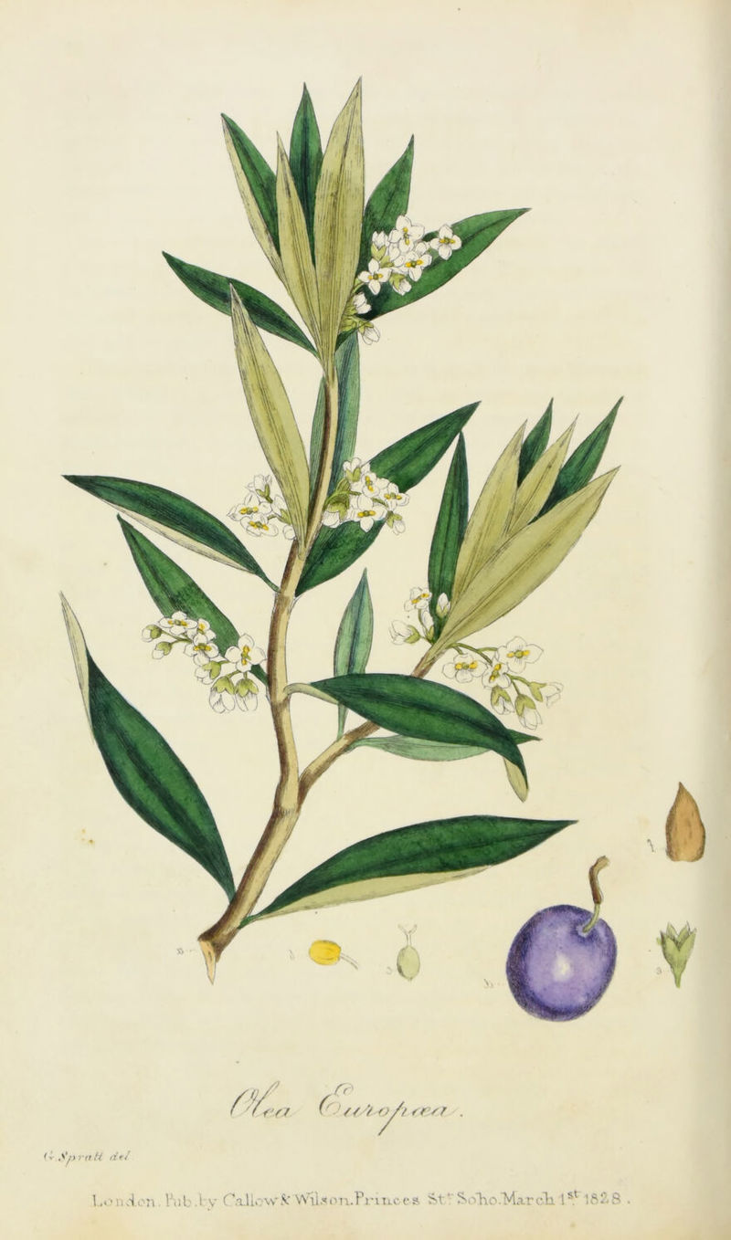 Loruion. hib.lv Callow5c Wilson-Princes StVSoho.”March. 1st 1fi2>8 •