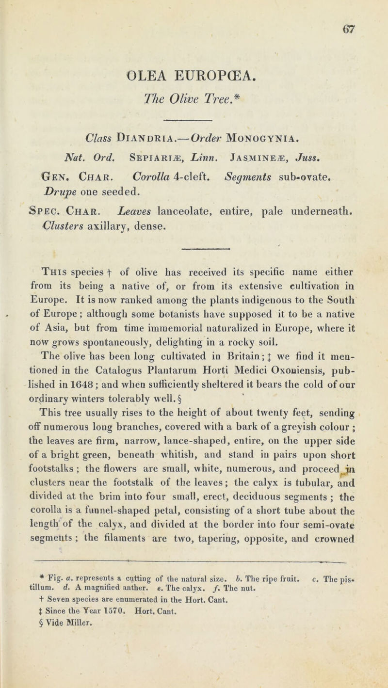 OLEA EUROPCEA. The Olive Tree.* * * § Class Diandria.—Order Monogynia. Nat. Ord. Sepiaria:, Linn. Jasmines, Juss. Gen. Char. Corolla 4-cleft. Segments sub-ovate. Drupe one seeded. Sp ec. Char. Leaves lanceolate, entire, pale underneath. Clusters axillary, dense. This species f of olive has received its specific name either from its being a native of, or from its extensive cultivation in Europe. It is now ranked among the plants indigenous to the South of Europe; although some botanists have supposed it to be a native of Asia, but from time immemorial naturalized in Europe, where it now grows spontaneously, delighting in a rocky soil. The olive has been long cultivated in Britain;]; we find it men- tioned in the Catalogus Plantarum Horti Medici Oxouiensis, pub- lished in 1648; and when sufficiently sheltered it bears the cold of our ordinary winters tolerably well.§ This tree usually rises to the height of about twenty feet, sending off numerous long branches, covered with a bark of a greyish colour ; the leaves are firm, narrow, lance-shaped, entire, on the upper side of a bright green, beneath whitish, and stand in pairs upon short footstalks ; the flowers are small, white, numerous, and proceed in clusters near the footstalk of the leaves; the calyx is tubular, and divided at the brim into four small, erect, deciduous segments ; the corolla is a funnel-shaped petal, consisting of a short tube about the length of the calyx, and divided at the border into four semi-ovate segments; the filaments are two, tapering, opposite, and crowned * Fig. a. represents a cutting of the natural size. b. The ripe fruit. c. The pis- tillura. d. A magnified anther, e. The calyx. /. The nut. + Seven species are enumerated in the Hort. Cant. $ Since the Year 1570. Hort. Cant. § Vide Miller.