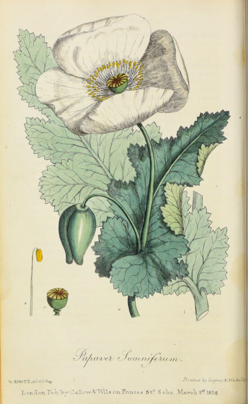 7 W 5PRATT.,<it!.rt2(.'A((3 00 , r~f . /-• l.' ruuro ¥' ? e 7 n rr> n /joe ?// //✓ , wv niece b\ hic/rc v A :it > *)| Lori3.onTvaVbvCa.llow(VTVil« on Princes St1 S olio. Maxell LS‘^8