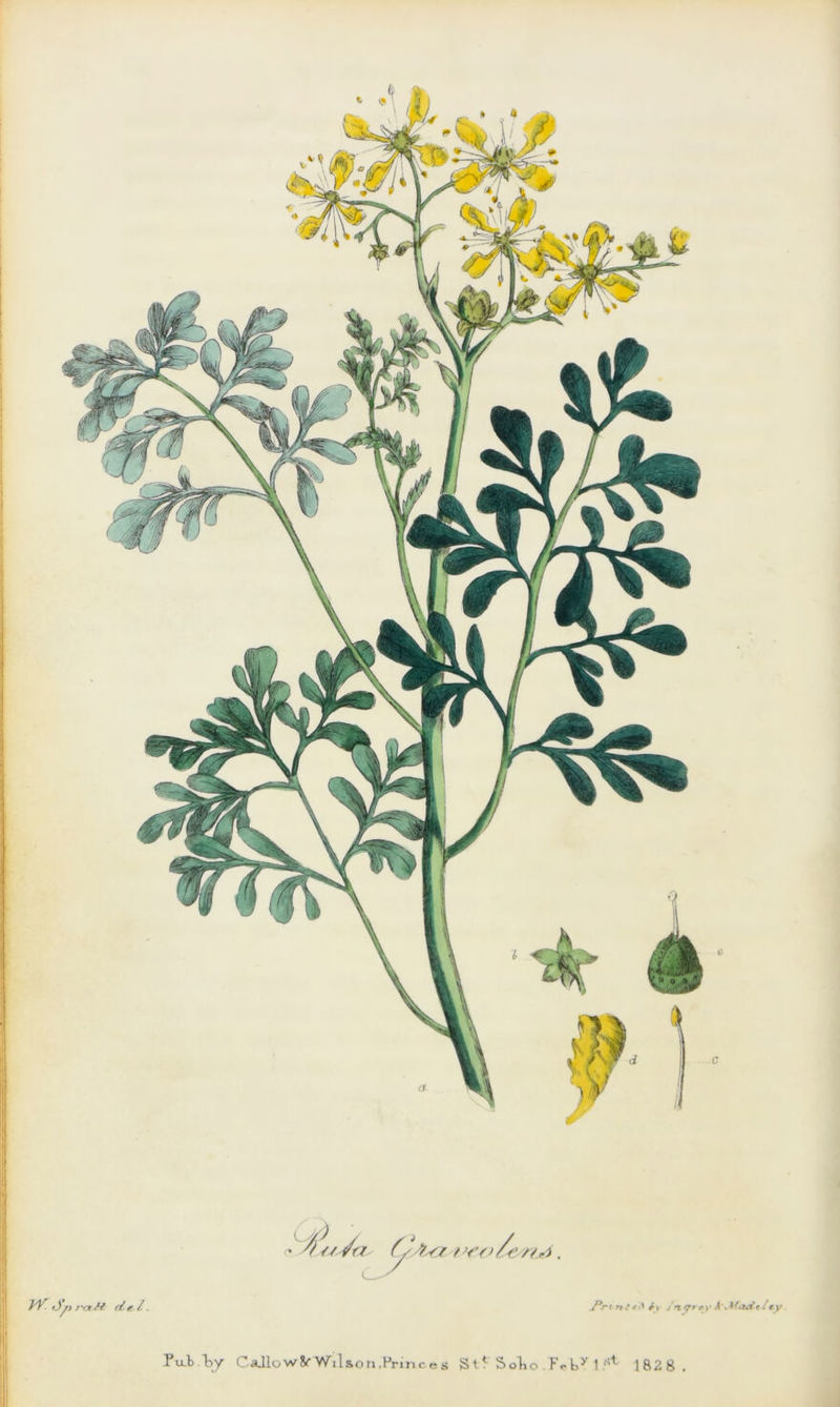 ejp rctM del. • l//la l/'tsf /'fole/rijA. J*rvnt*i\i\ /n prey A . Hizdt/ey. P u_b by CaJlow8r Wilson,Princes Stf Soto .T>by 1 1828.