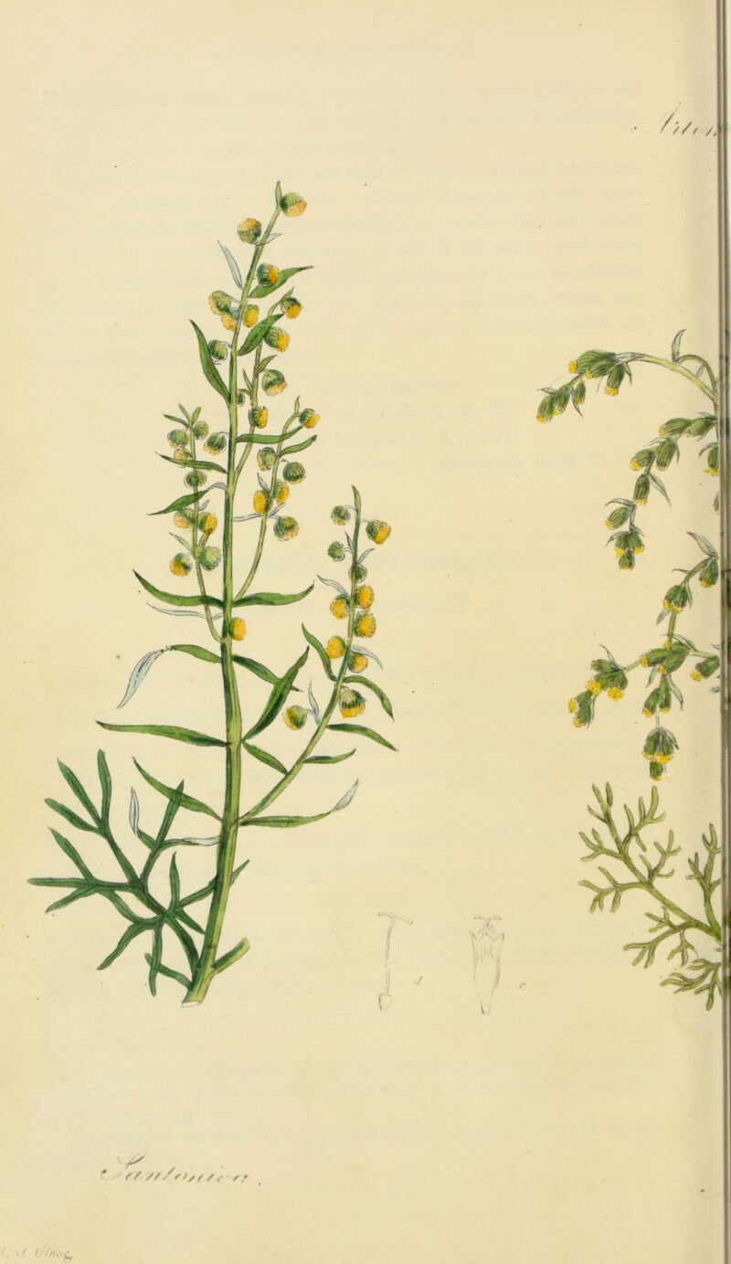 • //A A /. ./ tif/iof,.