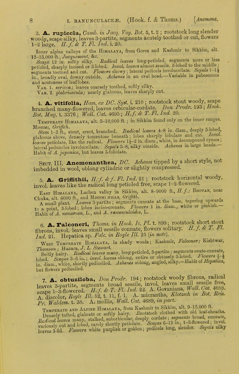 3. A. rupicola, Camb. in Jacq. Voy. Bot. 5, t. 2 ; rootstock long slender woody, scape silky, leaves 3-partite, segments acutely toothed or cut, flowers 1-2 large. //./. & T. Ft. bid. i. 20, Inner alpine valleys of the Himalaya, from Gores and Kashmir to Sikkim, alt. 12-15,000 ft., Jacquemout, &c. . , , , , Scape 12 in. softly silky. Radical haves long-petioled, segments more or less petioled sharply incised or 3-lobed. Invol. leaves aimosit sessile, 3-lobed to the middle ; Beffraents toothed and cut. Flowers showy; lateral pedicels involucellate. BepaU 1-li in , broadly oval, downy outside. Achenes in an oval head.—Vanable m pubescence and acuteness of leaf-lobes. Vak. 1. sericea; leaves coarsely toothed, softly silky. Vab. 2. glabriuscula; nearly glabrous, leaves sharply cut. 4. A. vitifolia, Ham. ex DC. Syst. L 210; rootstock stout woody, scape branched many-flowered, leaves orbicular-cordate. Don Prodr. 193 ; Moolc. Bot. Mag. t. 3376 ; Wall. Gat. 4695; H.f. & T. Fl. hid. 20. Tempekate Himalaya, alt. 5-10,000 ft.; in Sikkim found only on the inner ranges. ^Xm'1-3'ff stout, erect, branched. Badical leaves 4-8 in. diam., deeply 5-lobed, glabrous above, densely tomentose beneath; lobes sharply lobulate and cut invoi. leaves petiolate, like the radical. Floioers H-2 in. diam., white in decompound cymes ; lateral peduncles involucellate. Sepals 5-8, silky outside. Achenes in large heads.— Habit of A. japonica, but leaves 3-foliolate. Sect. III. Anemonanthea, DC. Achenes tipped by a short style, not imbedded in wool, oblong cyliudric or shghtly compressed. 5 A. Griffithii, E. f. &f. Fl. Ind. 21; rootstock horizontal woody, invol. leaves like the radical long petioled free, scape 1-2-flowered. East Himalaya, Lachen valley in Sikkim, alt. 8-9000 ft., H.f.; Bhotan, near Chuka, alt. 6000 ft., and Mishmi hills, Griffiih. . A small plant. Leaves S-partite ; segments cuneate at the base, tapenng upwards to a point, 3-lobed; lobes inciso-crenate. Flowers 1 in. diam., white or pinkish.— Habit of A. nemorosa, L., and A. ranunculoides, L. 6 A. ralconeri, Thorns, in Hook. Ic. PI. t. 899; rootstock short stout fibrous invol. leaves small sessUe connate, flowers sohtary. H.f. & I. Hi. Ind. 21. Hepatica sp. Falc. in Royle El. 25 (m note). West Tempeeate Himalaya, in shady woods; Kashmir, Falconer; Kishtwar, Thomson ■ Hazara, /. L. Stewart, , ^ . Sortly hairy. Badical leaves many, long-petioled, 3-partite ; segments ova e-cnneate^ \ohT Scapes 3-6 in.; invol. leaves oblong, entire or obtuse y 3-lobed Fhwers^-^ in diamVwhite, shortly pedicelled. Achenes oblong, angled, silky.-Habit Hepatica, but flowers pedicelled. 7 A. obtuslloba, Don Prodr. 194; rootstock woody fibrous, radical leaves 3-partite, segments broad sessile, invol leaves smrdl sessile free, scape 1-3 flowered. //./. <h T. Fl. Ind. 22. A. Govaniana, Wall. Cat 46b8. A discolor, Boyle III. 52, t. 11, f. 1. A. micrantha, Klotzsch tn Bot. Eeu. p'r Walde^. t. 38. A. mollis, Wall. Cat. 4689, mpart. Temperate and Alpine Himalaya, from Kashmir to Sikkim, alt 9-lf.OOO ft- Densely tufted, glabrate or softly hairv. Bootstock ohthci with old leaf-sheaths. ■RScTl leaves many, stalked, suborbicnlar, deeply cordate; segment'^ broad, cuneate, farioul cTand lob d, rarely'shortly petiolate. Scapes 6-12 in. 1-3-flowered; invol leaves 3 fid Flowers white purplish or golden; pedicels long, slender. Sepals silky