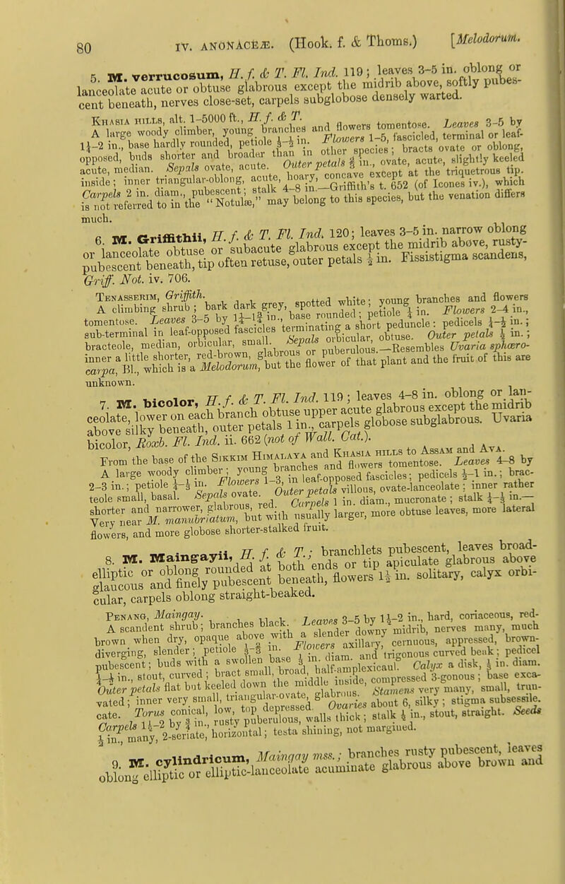 lance te acute or obtuse glabrous except ti.e midrib above 8oMy pubeb- cSeneaiJb, nerves close-set, carpels aubglobose densely .'arted. much. ^ —. -«c:-i,44 TT f T Fl Incl 120; leaves 3-5 in. narrow oblong G??'^/. Not. iv. 706. Tenasseuim, Griffith. .^nt+prl -white- votme hranches and flowers A climbing shrub ; hark ff^^S-y-jff petYde^i in. Flowers 2^ m., tomentose. Leaves 3-5 ^7 ^i-lV V !!f.!w ! short peduncle: pedicels unknown. , . , TT f A. T VI Tnd 119; leaves 4-8 in. oblong or Ian- hico\ov,Jioxb.Fl.Ind.n.6G2{notof Wall. Gat). FvonAhe base of the S.k.m H.m..... and K„.^^^^ A.large .oody f^^^^.^^^^^Zl'^^^^^^^ pedicels ^-1^ 2-3 m.; petiole i-J ir. f *''«^«''« °'J, /villous, ovate-lanceolate ; inner rather teole Bmall, basal. Segals o^'^te 0«ier ^Jot vuio , ^^^^^^^^ ^^^^^ shorter and narrower, glabrous, red 6 «  -^^ ; ^^^^^ ^ n,ore lateral Verv near M. manuoriatum, hut wi h usually laiger, mo flowers, and more globose shorter-stalked Iruit. ^'^^^^f^--^'^- ^^^^^ cular, carpels oblong straight-beaked. Penang, Maingay. „ , , ji_2 in., hard, coriaceous, red- Ascandent shrub; hranches hlack iea««s 3 ^^.^ ^ many much trown when dry, opaque ^'j^^ .^'^^^^^'^^SLyf cernuois, appressed, brow- diverging, slender; petiole |-§ ^^^'^'^^^ and trigonous curved beak; pedicel pubescent; huds with a ''■\°^^'\l^Xltd \l\^2v\^c^^^ Cahjx a disk, ^ in. diam. i_i in stout, curved ; bract small, broad h'^'*-.''™.P';'''^„,„„ssed 3-ffonous ; base exca- %ltl-^j>eials\.i ^'^^f^^:^:^^ SEveryliaiiy, 'small, truu- vated ; inner very ^^'-^/ f ^^ite^ ^ Ovaries about 6, silky ; stigma subsessile^