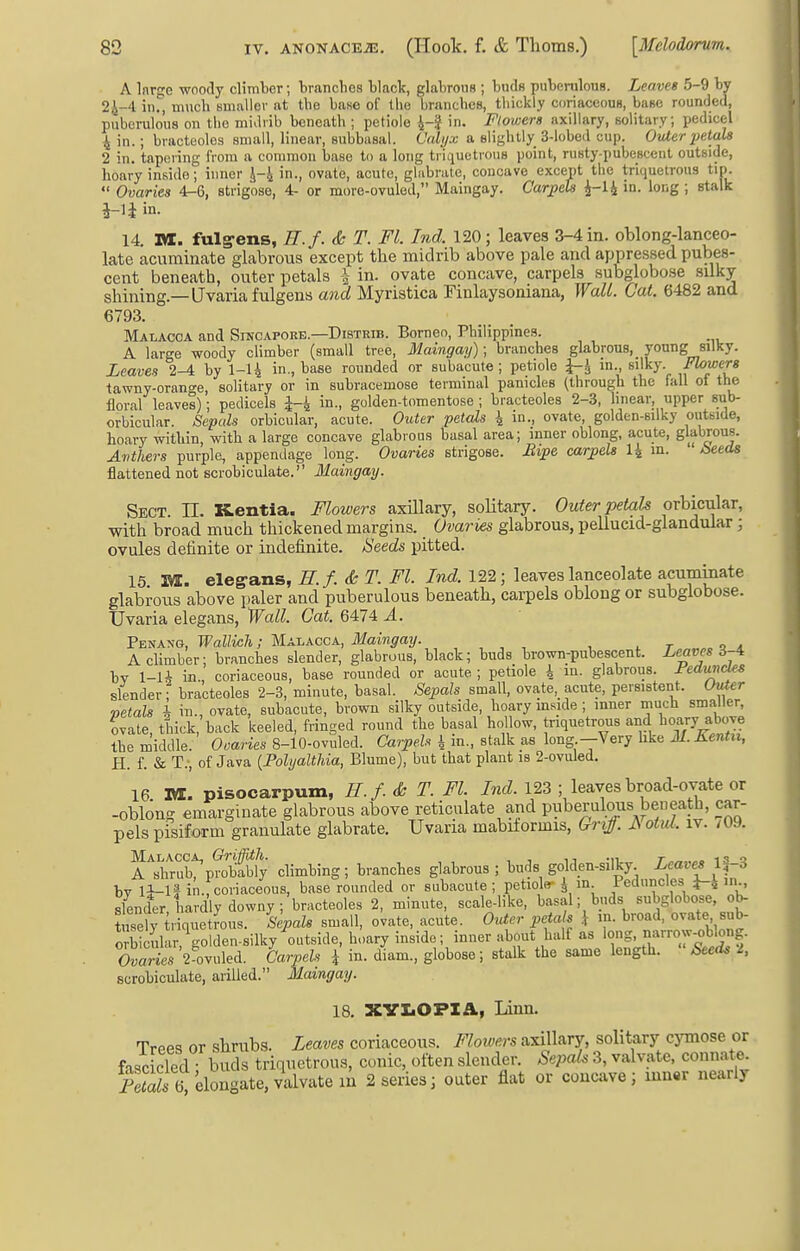 A Inrge woody climber; branches black, glabrous ; bnds puberulous. Leaves 5-9 by 2i-4 in., much smaller at the base of the branches, thickly coriaceous, base rounded, puberulous on tlio midrib beneath ; petiole 4-5 in. Flowers axillary, solitary; pedicel ^ in.; bracteolea small, linear, subbasal. Calijx a slightly 3-lobed cup. Ovter petals 2 in. tapering from a common base to a long triquotrous point, rusty-pubescent outside, hoary inside; inner J-^ in., ovate, acute, glabrate, concave except the triquetrous tip.  Ovaries 4-6, strigose, 4- or more-ovuled, Maingay. Garpeh ^-li in. long ; stalk ^li in. 14. la. fulg-ens, H.f. & T. Fl. Ind. 120; leaves 3-4 in. oblong-lanceo- late acuminate glabrous except the midrib above pale and appressed pubes- cent beneath, outer petals \ in. ovate concave, carpels subglobose silky shining.—Uvaria fulgens and Myristica Finlaysoniana, Wall. Cat. 6482 and 6793. Malacca and Sincapore.—Distrib. Borneo, Philippines. A large woody chmber (small tree, Maingay); branches glabrous,_ young silky. Leaves 2-4 by 1-14 in., base rounded or subacute ; petiole J-Jj in., silky. Flowers tawny-orange, solitary or in subracemose terminal panicles (through the fall of the floral leaves); pedicels 1-^ in., golden-tomentose ; bracteoles 2-3, hnear, upper sub- orbicular. Sepals orbicular, acute. Outer petals \ in., ovate, golden-Bilky outside, hoary within, with a large concave glabrous basal area; inner oblong, acute, glabrous. Anthers purple, appendage long. Ovaries strigose. Mpe carpels 14 in. iseeds flattened not scrobiculate. Maingay. Sect 11. Kentia. Flowers axillary, solitary. Outer petals orbicular, with broad much thickened margins. Ovaries glabrous, pellucid-glandular; ovules definite or indefinite. ISeeds pitted. 15 M. elegans, H.f. <k T. Fl. Ind. 122; leaves lanceolate acuminate glabrous above paler and puberulous beneath, carpels oblong or subglobose. Uvaria elegans, Wall. Cat. 6474 A. Fsifxya, Wallich; MAJ.ACCA, 31aingay. , , , , , , t«^^„^^± A climber; branches slender, glabrous, black; buds brown-pubescent. Leaves 3-i bv 1-U in., coriaceous, base rounded or acute ; petiole i in. glabrous. FeduncUs slender; bracteoles 2-3, minute, basal. Sepals small, ovate, acute, persistent. OvXer vetals i in., ovate, subacute, brown silky outside, hoary mside ; inner much smaller, ovate, thick, back keeled, fringed round the basal hollow, triquetrous and ^oary above the middle. Ovaries 8-10-ovuled. Carpels 4 m., stalk as long -Very hke M.Kentn, H. f. & T.-, of Java {Polyalthia, Blume), but that plant is 2-ovuled. 16 1«. pisocarpum, H.f. & T. Fl. Ind. 123 ; leaves broad-ovate or -oblong emarginate glabrous above reticulate and puberulous beneath, car- pels pisiform granulate glabrate. Uvaria mabilormis, Grvff. NotiU. iv. /09. ATrub\?ob'Sy climbing; branches glabrous ; buds golden-silky. Leaves by in.fcoriaceous, base rounded or subacute ; petiole- i in Peduncles J-4 iiu, slender hardly downy ; bracteoles 2, minute, scale-like, basal; buds subglobose, ob- tuTely triquetrous. Sepals small, ovate, acute. Outer petals } in. broad, ovate sub- orbicular,\olden.silky outside, hoary inside; inner about half as 1<?S. °'^'',rwf- ovuled. Carpels i in. diam., globose; stalk the same length. Seeds I, scrobiculate, arilled. Maingay. 18. XVLOPIA, Linn. Troeq or shrubs. Leaves coriaceous. Floioers axillary, solitary cjTnose or fascicled • buds triquetrous, conic, often slender. Sepak 3, valvatc, connate. SaL bt elongate, val^^^^^ outer flat or concave; iun«r nearly