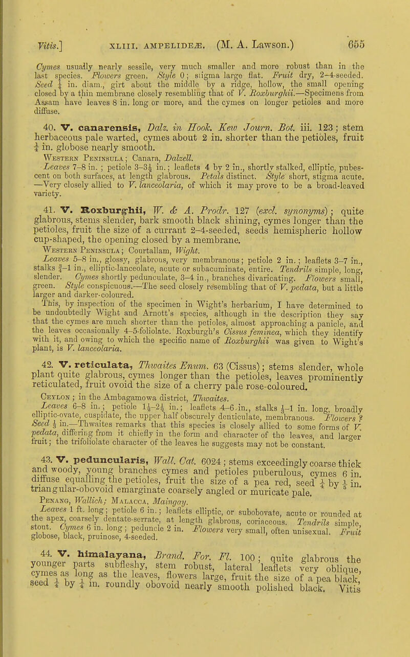 Cymes usiiallj nearly sessile, very mucli smaller and more robust than in the last species. Flowers grQen. iStijle 0; siigma large flat. Fruit dry, 2-4-seeded. Seed I in. diani., girt about the middle by a ridge, hollow, the small opening closed by a thin membrane closely resembling that of V. Boxhurghii.—Specimens from Assam have leaves 8 in. long or more, and the cymes on longer petioles and more diffuse. 40. V. canarensis, Dalz. in Hook. Km Journ. Bot. iii. 123; stem herbaceous pale warted, cymes about 2 in. shorter than the petioles, fruit i in. globose nearly smooth. Western Peninsula; Canara, Dahell. Leaves 7-8 in. ; petiole 3-34 in.; leaflets 4 by 2 in., shortly stalked, elliptic, pubes- cent on both surfaces, at length glabrous. Petals distinct. Style short, stigma acute. —Very closely allied to V. lanceolaria, of which it may prove to be a broad-leaved variety. 41. V. Roxburg-hii, W. & A. Prodr. 127 {esccl. synonyms); quite glabrous, stems slender, bark smooth black shining, cymes longer than the petioles, fruit the size of a currant 2-4-seeded, seeds hemispheric hollow cup-shaped, the opening closed by a membrane. Western Peninsula ; Courtallam, Wight. Leaves 5-8 in._, glossy, glabrous, very membranous; petiole 2 in. ; leaflets 3-7 in., stalks |-1 in., elliptic-lanceolate, acute or subacuminate, entire. Tendrils simple, long, slender. Cymes shortly pedunculate, 3-4 in., branches divaricating. Flowers small, green. Style conspicuous.—The seed closely resembling that of V. pedata, but a little larger and darker-coloured. This, by inspection of the specimen in Wight's herbarium, I have determined to be undoubtedly Wight and Arnott's species, although in the description they say that the cymes are much shorter than the petioles, almost approaching a panicle, and the leaves occasionally 4-5-foliolate. Eoxburgh's Cissus feminea, which they identify with it, and owing to_ which the specific name of Boxhurghii was given to Wight's plant, is V. lanceolaria. 42. V. reticulata, Thwaites Enum. 63 (Cissus); stems slender, whole plant quite glabrous, cymes longer than the petioles, leaves prominently reticulated, fruit ovoid the size of a cherry pale rose-coloured. Ceylon ; in the Ambagamowa district, Thwaites. Leaves 6-8 in.; petiole 1^-24 in.; leaflets 4-6.in., stalks ^-1 in. long broadly elhptic-ovate, cuspidate, the upper half obscurely denticulate, membranous. Flowers « Seed i m.—Thwaites remarks that this species is closely allied to some forms of V. pedata, differir.g from it chiefly in the form and character of the leaves, and lar^-er truit; the tnfoholate character of the leaves he suggests may not be constant. ° 43. V. peduncularis, Wall. Gat. 6024; stems exceedingly coarse thick and woody, young branches cymes and petioles puberulous, cymes 6 in diiiuse equalling the petioles, fruit the size of a pea red, seed i bv ^ in' tnangular-obovoid emarginate coarsely angled or muricate pale. ' Penang, Wallich; Malacca, Maingay. Leaves 1 ft. long; petiole 6 in.; leaflets elliptic, or subobovate, acute or rounded at the apex coarsely dentate-serrate at_ lengtli glabrous, coriaceous. Tendrils simple, tZt iTt ^ '^ \ P'^'r;^' ^ ^^'7 small, often unisexual. pLil globose, black, pruinose, 4-seeded. 44. V. himalayana, Brand. For. Fl. 100 ; quite dabrous thp younger parts subfieshy, stem robust, lateral 'leaflets very obliqife sTeT'^bv fn^^'^'l ''l'' ^T'' ^i^^Se, fruit the size of a^a bS k.' seed J by ^ m. roundly obovoid nearly smooth polished black. Vitis