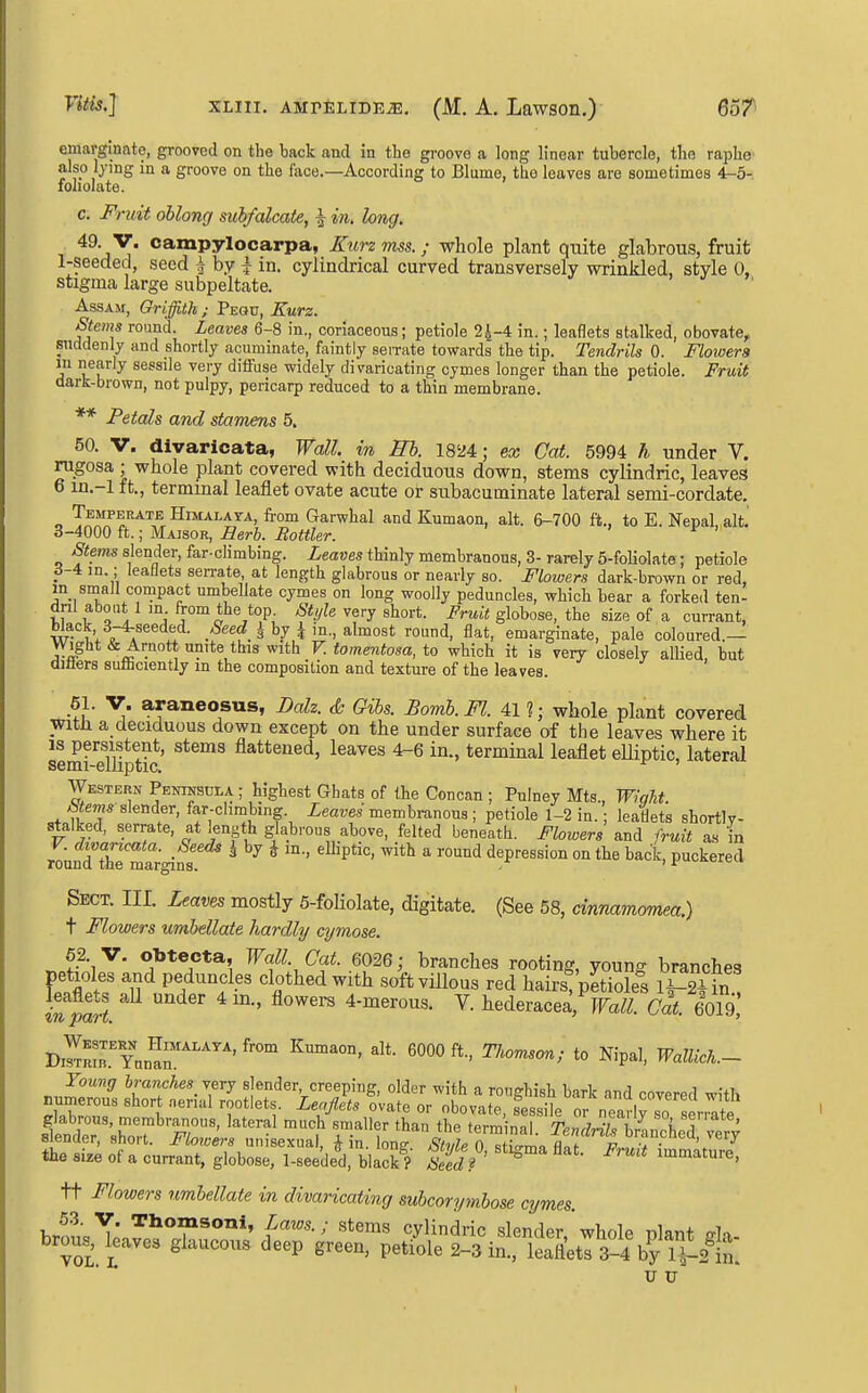 emarginate, grooved on the back and in the groove a long linear tubercle, the raphe also lying in a groove on the face.—According to Blume, the leaves are sometimes 4-5- foholate. c. Fruit obloncf suhfalcate, \ in, long. '^^'^'y* *'*™Py^o<'*rpa, Kurz mss.; whole plant quite glabrous, fruit l-seeded, seed a by i in. cylindrical curved transversely wrinkled, style 0, stigma large subpeltate. Assam, Griffith ; Peou, Kurz. Stems round Leaves 6-8 in., coriaceous; petiole 24-4 in.; leaflets stalked, obovate, suddenly and shortly acuminate, faintly serrate towards the tip. Tendrils 0. Flowers m nearly sessile vei-y diffuse widely divaricating cymes longer than the petiole. Fruit dark-brown, not pulpy, pericarp reduced to a thin membrane. ** Petals and stamens 5. 50. V. divaricata, Wall, in Hb. 1824; ex Cat. 5994 h under V. rugosa ; whole plant covered with deciduous down, stems cylindric, leaves 6 in.-l ft., terminal leaflet ovate acute or subacuminate lateral semi-cordate. o '^Ji^r^^^'^t^'^^^'^'^' Garwhal and Kumaon, alt. 6-700 ft., to E. Nepal,alt.' 3-4000 ft.; Maisor, Eerh. Bottler. Stems slender, far-climbing. Leaves thinly membranous, 3- rarely 5-foUolate; petiole 6-i in.; leaflets serrate, at length glabrous or nearly so. Flowers dark-brown or red, m small compact umbellate cymes on long woolly peduncles, which bear a forked ten- dril about 1 m from the top. Style very short. Fruit globose, the size of a currant, xF^^V J 1 • -^^t ^ ^7,^ almost round, flat, emarginate, pale coloured.— V'.^&'^^^''}^^^^^^^^^y<ns'^it\x V. tomentosa, to which it is very closely allied, but diflers sufiiciently in the composition and texture of the leaves. 61. y. araneosus, Dalz. <k Gibs. Bomb.Fl. 41 ?; whole plant covered with a deciduous down except on the under surface of the leaves where it IS persistent, stems flattened, leaves 4-6 in., terminal leaflet elliptic, lateral semi-emptic. Western PENrastJLA ; highest Ghats of the Concan ; Pnlney Mts., Wiqht slender, far-climbing. ieat;e.s membranoug ; petiole 1-2 in.; leadets shortly- stalked, serrate, at length glabrous above, felted beneath. Flowers and fruit as in roundThe ma^r'giS ^ ^'^^^ ^ '''^ depression on the back, puckered Sect. III. Leaves mostly 5-foliolate, digitate. (See 58, cinnamomea.) t Flowers umbellate hardly cymose. 62. V. obtecta. Wall. Cat. 6026; branches rooting, young branches ^11'^f^^ ^''^ soft villous red hairsfpetioFe's Sin leaflets all under 4 m., flowers 4-merous. V. hederacea, Va^^. Cat. 6019 DmmrTnn^r''^^^'^'' '^'°'^^> ^ipal, WalUch.- Joung branches Yery slender creeping, older with a roughish bark and covered with numerous short nenal rootlets. Leaflets ovate or obovate, fessile or nearirso senate glabrous, membranous, lateral much smaller than the term nal Te«fzXbrnnchod ve,; s ender, short. Flotaers unisexual, ^ in. long Style 0 stiLrn« fln^ V • '7^ the size of a currant, globose, l-seeded, black^? Seed ? ' ^ immature, tt Flowers umbellate in divaricating subcorymbose cymes