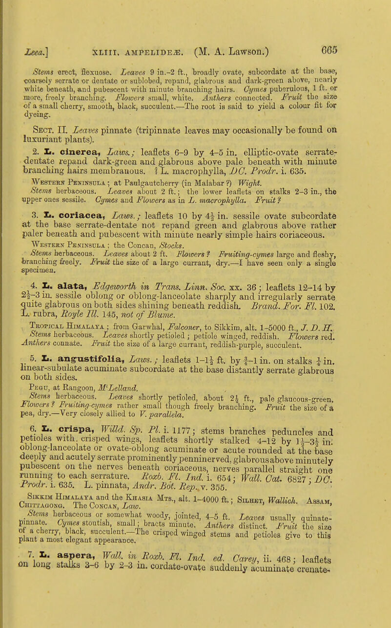 Stems en3ct, flexuose. Leaves 9 in.-2 ft., broadly ovate, subcordate at the base, coarsely serrate or dentate or sublobed, repand, glabrous and dark-green above, nearly white beneath, and pubescent with minute branching hairs. Cymes puberulons, 1 ft. or more, freely branching. Flowers small, white. Anthers connected. Fruit the size of a small cheixy, smooth, black, succulent.—The root is said to yield a colour fit tof dyeing. Sect. IL Leaves pinnate (tripinnate leaves may occasionally be found on luxuriant plants). 2. Ii. clnerea, Laws.; leaflets 6-9 by 4-5 in. elliptic-ovate serrate- dentate repand dark-green and glabrous above pale beneath, with minute branching hairs membrauous. 1 L. macrophylla, DC. Prodr. i. 635. Western Peninsula ; at Paulgautcherry (in Malabar ?) Wiglit. Stems herbaceous. Leaves about 2 ft.; the lower leaflets on stalks 2-3 in., the upper ones sessile. Ci/mes and Flowers as in L. macrophylla. Fruit ? 3. Xi. corlacea, Laws.; leaflets 10 by in. sessile ovate subcordate at the base serrate-dentate not repand green and glabrous above rather paler beneath and pubescent with minute nearly simple hairs coriaceous. Western Peninsula ; the Concan, Stocks. Stems herbaceous. Leaves about 2 ft. Flowers f Fruiting-cymes large and fleshy, branching freely. FVuit the size of a large currant, dry.—I have seen only a single specimen. 4. Zi. alata, Edgeworth in Tram. Linn. Soc. xx. 36; leaflets 12-14 by 2|--3 in. sessile oblong or oblong-lanceolate sharply and irregularly serrate quite glabrous on both sides shining beneath reddish. Brand. For. Fl. 102. L. rubra, Royle El. 145, not of Blume. Tropical Himalaya ; from Garwhal, Falconer, to Sikkim, alt. 1-5000 ft., J. D. H. Stems herbaceous. Leaves shortly petioled ; petiole winged, reddish. Flowers red. Anthers connate. Fruit the size of a large cuiraut, reddish-purple, succulent. 5. 1m. ang-ustifolia, Laws.; leaflets 1-1| ft. by f-1 in. on stalks i in. linear-subulate acuminate subcordate at the base distantly serrate glabrous on both sides, Pegu, at Rangoon, M'Lelland. -Seews herbaceous. Leaves shortly petioled, about 2i ft., pale glaucous-green. ± lowers? FruiUng-ajmes rather small though freely branching. Fruit the size of a pea, dry.—Very closely allied to V. parallela. 6. 1.. crispa, Willd. Sp. Pl.i. mi; stems branches peduncles and petioles with, crisped wings, leaflets shortly stalked 4-12 by ]|-3|in oblong-lanceolate or ovate-oblong acuminate or acute rounded at the base deeply and acutely serrate prominently penninerved, glabrous above minutely pubescent on the nerves beneath coriaceous, nerves paraUel straight one running to each serrature. Roxb. Fl. Ind. i. 654: Wall. Gat. 6827 • DO Frodr. i. 635. L. pmnata, Andr. Bot. Rep. v. 355. Sikkim Himalaya and the Khasia Mts., alt. 1-4000 ft.; Silhbt, WMich. Assam, CmTTAGONG. The Concan, Law. ' Stems herbaceous or somewhat woody, jointed, 4-5 ft. Leaves usually quinate- pmnate. Cymes stontmh small; bracts minute. Anthers distinct. Fnat the size of a cherry b ack, succulent.-The cnspod winged stems and petioles give to this plant a most elegant appearance. r a nJi^ *.^?®'f' Pi f ec?. Carey, a. 468; leaflets on long stalks 3-6 by 2-3 m. cordate-ovate suddenly acuminate crenate!