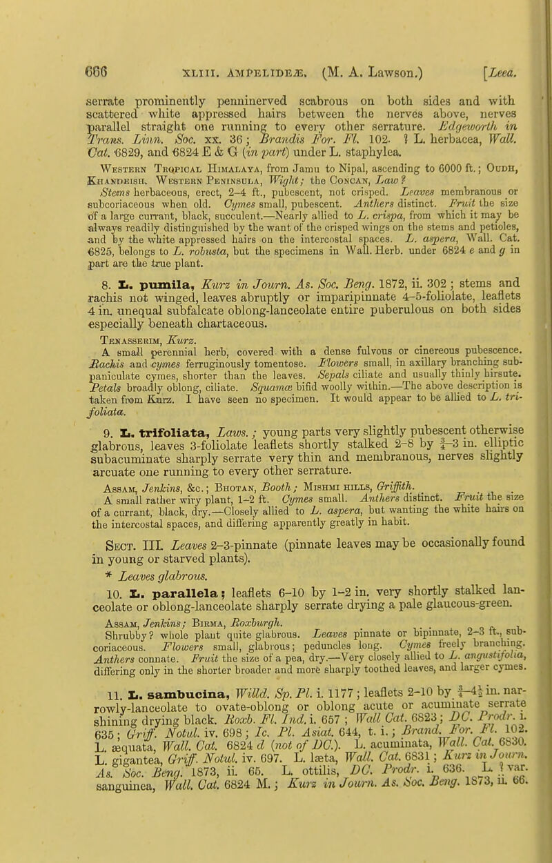 serrate prominently penninerved scabrous on both sides and with scattered white appressed hairs between the nerves above, nerves parallel straight one running to every other serrature. Edgeworth in IWuis. Linn. Soc. xx. 36; Brandis For. Fl, 102. ? L. herbacea, Wall. Cat. ■6829, and 6824 E & G (m part) under L. staphylea. Western Thqpical Himalaya, from Jamu to Nipal, ascending to 6000 ft.; Oudh, Khandeish. Western Peninsula, Wight; the Concan, Law ? Stet7is herbaceous, erect, 2-4 ft., pubescent, not crisped. Leaves membranous or subcoriaceous when old. Cymes small, pubescent. Anthers distinct. Fruit the size xif a large currant, black, succulent.—Nearly allied to L. criijpa, from which it may be always readily distinguished by the want of tbe crisped wings on the stems and petioles, and by the white appressed bairs on the intercostal spaces. L. aspera, Wall. Cat. €825, belongs to L. rohusta, but tbe specimens in Wall. Herb, under 6824 e and g in part are tbe true plant. 8. li. pumila, Kurz in Journ. As. Soc. Beng. 1872, ii. 302 ; stems and rachis not winged, leaves abruptly or imparipinnate 4-5-foliolate, leaflets 4 in. unequal subfalcate oblong-lanceolate entire puberulous on both sides especially beneath chartaceous. Tenasserim, Kurz. A small perennial barb, covered witb a dense fulvous or cinereous pubescence. Bachis and •C}jmes ferruginously tomentose. Flowers small, in axillary branching sub- paniculate cymes, sborter tban tbe leaves. Sepals ciliate and usually thinly birsute. Petals broadly oblong, ciliate. Squamoi bifid woolly within.—The above description is taken from Kurz. I bave seen no specimen. It would appear to be allied to L. tri- foliata. 9. Xi. trlfoliata, Laws.; young parts very slightly pubescent otherwise glabrous, leaves 3-foliolate leaflets shortly stalked 2-8 by |-3 in. elliptic subacuminate sharply serrate very thin and membranous, nerves slightly arcuate one running to every other serrature. Assam,/en/«'ns, &c.; Bhotan, ^ooi/i; MisHMi HILLS, GVi^i^. n ■ -l ■ A small rather wiry plant, 1-2 ft. Cymes small. Anthers distinct. Fruit tbe size of a currant, black, dry.—Closely allied to L. aspera, but wanting the wbite hau-s ou the intercostal spaces, and differing apparently greatly in babit. Sect. IIL Leaves 2-3-pinnate (pinnate leaves may be occasionally found in young or starved plants). * Leaves glabrous. 10. Xi. parallela; leaflets 6-10 by 1-2 in. very shortly stalked lan- ceolate or oblong-lanceolate sharply serrate drying a pale glaucous-green. Assam, Jenkins; Birma, Roxburgh. . o o r u Shrubby? whole plant quite glabrous. Leaves pinnate or bipinnate, 2-3 It., sub- coriaceous. Flowers small, glabrous; peduncles long. Cymes freely brandling. Anthers connate. Fruit the size of a pea, dry.—Very closely allied to L angusttfolia, differing only in tbe shorter broader and more sharply tootbed leaves, and larger cymes. 11. 1.. sambudna, Willd. Sp. PI. i. 1177; leaflets 2-10 by |-4Hn. nar- rowly-lanceolate to ovate-oblong or oblong acute or acuminate serrate shining drying black. lioxb. Fl. Iiid.i. 667 ; Wall Cat. 6823; BC. Prodr. i. 635; Grif. Notul. iv. 698; Ic. PI. Asiat. 644, t. i.; J^^aiid For. J I. 102. L. sequata, Wall. Cat. 6824 d {not of DC). L. acuminata. Wall. Ca/. 6830. L. gigantea, Griff. Notul. iv. 697. L. laeta, Wall. Gat. 6831; kurz in Jouni. As^ loc. Beng. 1873, ii. 65. L. ottilis. DG. Prodr. 636. L. War. sanguinea, Wall. Cat. 6824 M,; Kurz in Journ. As. boc. Beng. 18/3, u. bb.