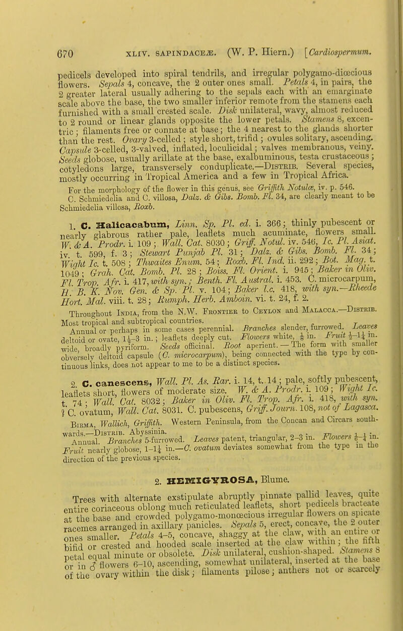 pedicels developed into spircal tendrils, and irregular polygamo-dicecious flowers. Sepals 4, concave, the 2 outer ones small. Petals 4, in pairs, the 2 greater lateral usually adhering to the sejjals each with an emarginate scale above the base, the two smaller inferior remote from the stamens each furnished with a small crested scale. Disk unilateral, wavy, almost reduced to 2 round or linear glands opposite the lower petals. Stamens 8, excen- tric ■ filaments free or connate at base; the 4 nearest to the glands shorter than the rest. Ovarij 3-celled ; style short, trifid; ovules solitary, ascending. Capsule 3-celled, 3-valved, inflated, loculicidal; valves membranous, vemy. Seeds globose, usually arillate at the base, exalburainous, testa crustaceous; cotyledons large, transversely conduplicate.—Disteib. Several species, mostly occurring in Tropical America and a few in Tropical Africa. For the morphology of the flower in this genus, see Griffith Notulm, iv. p. 546. C. Schmiedelia and 0. villosa, Dalz. & Gibs. Bomb. Fl. 34, are clearly meant to be Schmiedelia villosa, Boxb. 1 C. Kalicacabum, Linn. Sp. Fl ed. i. 366; thinly pubescent or nearly glabrous rather pale, leaflets much acuminate, flowers smaU. W: <& A Frodr. I 109 ; Wall. Cat. 8030; Griff. Notul. iv. 546, Ic. Fl Asuit. iv' t 599 f. 3; Stewart Funjah Fl. 31; Dalz. & Gibs. Bomb. Fl. 34; Wiaiit Ic t. 508 ; Thwaites Enum. 54; Boxb. Fl. Ind. ii. 292; Bot. Mag t. 1049 • Grah. Cat. Bomb. PI. 28 ; Boiss. Fl. Orient, i. 945; Baker %n Ohv. Fl Trov Afr. i. 417, with syn.; Benth. Fl. Austral, i. 453. C. microcarpum, e' B.ll. Nov. Gen. & Sp. PL v. 104; Baker I.e. 418, with syn.—Rheede HortMal. viii. t. 28; Rwmph. Herb. Amboin. vi. t. 24, f. 2. Thronghout India, from the N.W. Fhontiee to Ceylon and Malacca.—Distrib. Most tropical and subtropical countries. , , ■, ^ j r Annual or perhaps in some cases perennial. Branches slender, furrowed. Leaves .qpltnid or ovate li-3 in.; leaflets deeply cut. Flowers white, I m. J<ruit ^1, m. Sle broad^r^ ' officinal. Moot aperient.- The form with smaller obversely deltoid capsule {C. microcarpum), being connected with the type by con- tinuous links, does not appear to me to be a distinct species. 2 C. canescens, Wall. Fl. As. Ear. I 14, t. 14 ; pale, softly pubescent, IPifiets short flowers of moderate size. W. d- A. Frodr. l 109 ; Wight Ic. ru Wall Cat. 8032; Baker in Oliv. Fl. Trop. Afr. I 418 wUh syn. Id ovatum. Wall. Cat. 8031. C. pubescens, Griff: Journ. 108, not of Lagasca. BiEMA, Wallich, Griffith. Western Peninsula, from the Concan and Circars south-  «^im«cle/SSr;wed. Leaves patent, triangular. 2-3 in. FJ^^ers in Fruit nearly globose, 1-U '^^--G- ovatum deviates somewhat fi-om the type in the direction of the previous species. 2. KEMIOYROSA, Blume. Trees with alternate exstipulate abruptly pinnate pallid leaves, quite entire coriaceous oblong much reticulated leaflets, short pedicels bracteate arthebase and crowded polygamo-monoecious irregular flowers on spicate racemes arranged in axillary iianicles. Sepals 5, erec , concave, the 2 outer ones smaller. PetoZs 4-5, concave, shaggy at the claw, with an entire or Sd oT crested and hooded scale inserted at the claw withm; the fifth Sil eSual minute or obsolete. BUk unilateral, cushion-shaped. Stamens b S in Ttiowers 6-10, ascending, somewhat unilateral, inserted at the base Sthe ova7y within the disk; fUaments pilose; anthers not or scarcely