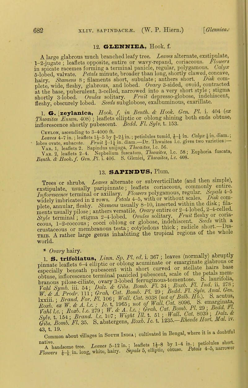 12. GXiEITNIEA, Hook. f. A large glabrous much branched leafy tree. Leaves alternate, exstipulate, 1-2-jugate ; leaflets opposite, entire or wavy-repand, coriaceous. Flowers in spicate racemes forming a terminal panicle, regular, polygamous. Calyx 6-lobed, valvate. Petals minute, broader than long, shortly clawed, concave, hairy. Stamens 8; filaments short, subulate; anthers short. JJlsk com- plete, wide, fleshy, glabrous, and lobed. Ova/nj 3-sided, ovoid, contracted at the base, puberulent, 3-celled, narrowed into a very short style ; stigma shortly 3-lobed. Ovides solitary. Fruit depresso-globose, mdehiscent, fleshy, obscurely lobed. Seeds subglobose, exalbuminous, exarillate. 1. G. [zeylanica, Hook f. in Benth. & Hook. Gen. PI. i. 404 {ex Thwaites Fnum. 408) ; leaflets elliptic or oblong shining both ends obtuse, inflorescence shortly pubescent. Bedd. Fl. Sylv. t. 153. Ceylon, ascending to 3-4000 ft. , . ^ 7 , • j- Leaves 4-7 in.; leaflets 1^-5 by f-2i in.; petiolules tumid, l-\ in. Ccdyx \ in. diam.; ' lobes ovate, subacute. Fruit in. diam.—Dr. Thwaites I.e. gives two varieties :— Vah. 1, leaflets 2. Sapindus unijuga, Thwaites, I.e. 56. ^ , . . . Var 2 leaflets 2-4. Nepbelium fuscatum, Thwaites, I.e. 58; Euphoria iuscata, Benth. &Eooh. f. Gen. Fl. i. 406. S. Gleniei, Thwaites, I.e. 408. 13. SAPINDUS, Plum. Trees or shrubs. Leaves alternate or subverticillate (and then simple), exstipulate, usuaUy paripinnate; leaflets coriaceous, commonly entire. Inflorescence terminal or axillary. Flowers polygamous, regular, beimls 4^5 widely imbricated in 2 rows. Petals 4-5, with or without scales. Bi^/c com- plete, annular, fleshy. Stamens usually 8-10, inserted within the disk; fila- ments usually pilose; anthers versatile Ovary entire or 2-4-lobed 2-4-ceUed. Style terminal ; stigma 2-4-lobed. Ovules sohtary. /mii fleshy or coria- ceous, 1-2-coccous; cocci oblong or globose, mdehiscent. Seeds vnth a, crustaceous or membranous testa; cotyledons thick; radicle |liort.-i)is- TEiB. A rather large genus inhabiting the tropical regions of the whole world. * Ovary hairy. 1 S. trifoliatus, Linn. S20. PI ed. i. 367; leaves (normally) abruptly pinnate leaflets 6^ elliptic or oblong acuminate or emar^nate g abrous or especially beneath pubescent with short curved or stellate J^firs base obtuse, inflorescence terminal panicled pubescent, scale t^P^ftl^^^?^^ branous pilose-ciliate, ovary 3-lobed ferruginous-tomentose. S launtoha, Vahl Smnb iii 64- Dalz. & Gibs. Bomb. Fl. 34; Roxb. M. Ind u. ^iH, W& AProdr. Ill; Grah Cat. Bomb. PI. 29; Bedd Fl. Sylv. Anal. Gen Brand For Fl.\m-, Wall. Cat. 8038 (not of Balb. Hb ). S. acutus, & A. Ic. ; Ic. t! 1965; not of Wak Cat 80 6 emarginata iTnhJ 1 r ■ Tfnrb Ic 279 • W.& A. I.e. ; GraJi. Cat. Bomb. PI. 29 , Jieaa. ri. S t V54Ttanrf. '^^^ Wic,htIU.i. 51; Wall Cat. 803^; Dalz. & Gibs. Bomb. Fl. 35. S. abstergens, Roxb. Ic. t. l235.-E/uede Hort. Mai. iv. 43 t 19 Common about villages in South India; cultivated in Bengal, where it is a doubtful ^'handsome tree. iea«e« 5-12 in.; leaflets lJ-:8 ^^^^ Flowers i-^. in. long, white, hairy. Sepals 5, elliptic, obtuse, r^als 4-0, narrow