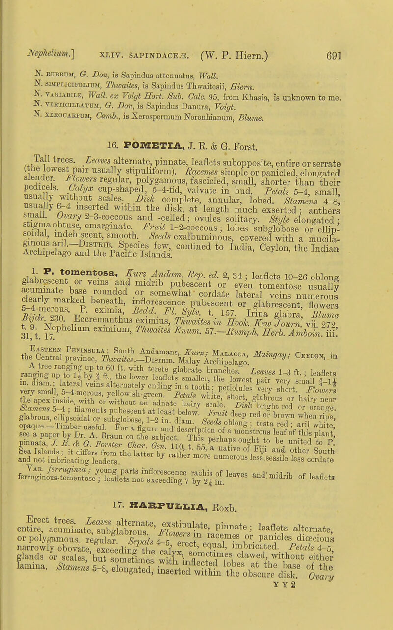 N. RUBRUM, G. Don, is Sapindus attenuatus, Wall. N. siMPLiciFOLIUM, Tkwcntes, is Sapindus Thwaitesii, Biem. N. VAKiABiLE, Wall, ex Voujt Hort. Sub. Oalc. 95, from Khasia, is unknown to me. N. VERTicin:M.TaM, G. Don, is Sapindus Danura, Voigt. N. XEHOCARPUM, Camb., is Xerospermum Noronhianum, Blume. 16. POIVCZITIA, J. E. & G. Forst. Tall trees. Leaves altenmte, pinnate, leaflets subopposite, entire or serrate (ttie lowest pair usually stipuliform). Racemes simple or panicled, elongated Slender. Mowe7-s regular, polygamous, fascicled, smaU, shorter than their ^!niif;' •M^'^^f cup-shaped, o-4-fid, valvate in bud. Petals 5-4, small, ^!nt r 71*^11* scales. Bisk complete, annular, lobed. Stamens 4-8 inserted within the disk, at length much exserted : anthers S'.nlf^ ^^^ -^^^^^'^'^ solitary. Style elongated; stigma obtuse, emarginate F7-mt 1-2-coccous; lobes subglobose or ellip- soidal, mdebiscent, smooth. .^eecZs exalbuminous, covered with a mucila- ginous aril.-DisTEiB Species few, confined to India, Ceylon, the Indian Archipelago and the Pacific Islands. ^iiuiau 1. P. tomentosa, Xurz Andam. Rep. ed. 2, 34 • leaflets in-2f? nhlnn<r Sv ™rtS iLrtf* ^''''at cordate lateral vein,, nimeroiia Clearly marted beneath, inflorescence pubescent or glabrescent flowers t a WiS;.l- • S,™?. Jy'«ito m Book Km %urn. to. 272 31, t. fj^P'''™ emmum, TWto tl.-Bumph. Herb. AmloiiCm. Md not imbricating i.Xte ' numem, hs, ,.B,ile te, cotj.te 17. HARPU1.1.IA, Eoxb. enfirTaSnatfZbgk^^^^^^^^^^ iS^-'^'^' P^^'-^*^' ^^^^-'^te, or pol'ygamous, regulaf Sm^, /wrlT ''''r^' ^^^^^^^^ narrowly obovate excepdin^ Si n f im'^ncated. i^eta^s 4-5 glands Iv scale ,'but someti es lflXTfTr^ '^-^'^'^^^^^ont either' lamina. .-8, elon^ iSte^^^^^^ ^^j- Y Y 2