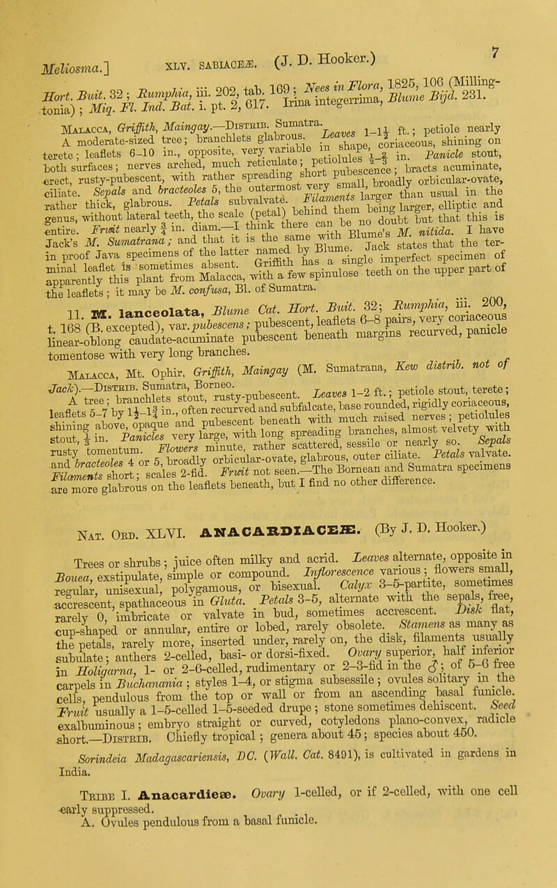 Malacca, Griffith, Mamgaf/.-Tusmm. Sumatra. ^^.^^^ ^^^^^1 A moderate-sized tree; branclilets glabrou Learns I 'J terete; leaflets 6-10 °PP°^^te wy wmble a^^^^^^^ both surfaces; nerves arched, much ^^tic^^ate; petioM^^^^ acuminate, erect, rusty-pubescent, ^th rather «P^f ^^^^g.^ti S broadly orbicular-ovate, ciliate. Sepals and 6raci«oZ.s 6, the °^termost very jmaU^^^^^^^^ ^^^^^ the rather thick, glabrous. Petals ^^^f ^-^V bpSS to beTng 1^^^^^^ genus, mthout lateral teeth, the , £f j^^^^^^T^^^^^ !ut that this is entire. nearly | in. diam.-I think there , ^mda. I have Jack's M. Sumatrana; and that it is the same Z^^h ±3iume s in proof Java.specimens of the latter ^^^f ^'^i.i^l^^^^^^^ specimen of ^X^ T^:^ ^ra\^s;inVose^eethL the upper part of the leaflets ; it may be M. confusa, Bl. of Sumatra. tomentose with very long 'branclies. Maxacca, Mt. Ophir, Griffith, MaAngay (M. Sumatrana, Kew distnb. not of SoTore gKis ^^^^^ leaflets beneath, but I find no other difference. Nat. Obd. XLVL ANACARDIACEffi. (By J. D. Hooker.) Trees or shruts : iuice often milky and acrid. Leaves alternate, opposite in JBouerexstipulate/sLple or compound, ^omce^e rrrrliteTomeW regvilar, unisexual, polygamous, or tisexual. Calyx 3-5-partite, sometmies acSesc;nt,spathaceo'is in Gluta. Petals 3-5, alternate with the sepak free rarely 0, imbricate or valyate in bud, sometimes accrescent. JDzsl flat cup-shap'ed or amiular, entii-e or lobed, rarely obsolete ,Steme«. as many as ^Jepeti, rarely more, inserted under, rarely on, the disk, filaments usually suJate; anthe/s 2-celled, basi-or dorsi-fixed. ^mry superior half urf^^^^ in Holigarna, 1- or 2-6-celled, rudimentary or 2-3-fid m the (J; of 5-6 fee carpels in Buchanania ; styles 1-4, or stigma subsessile ; ovules solitary in the cells, pendulous from the top or wall or from an ascendmg basal fumcle. Frmt usually a 1-5-celled 1-5-seeded drupe; stone sometimes dehiscent, beecl exalbuminous; embryo straight or cm-ved, cotyledons plano-convex radicle abort.—DisTRiB. Chiefly tropical ; genera about 45; species about 450. Sorindeia Madagascariensis, DC. {Wall. Cat. 8491), is cultivated in gardens in India. Tribe I. Anacardiese. Ovary 1-celled, or if 2-celled, with one cell ■early suppressed. A. Ovules pendulous from a basal funicle.