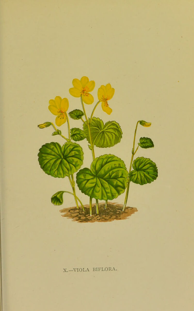 x.—VIOLA BIFLORA.