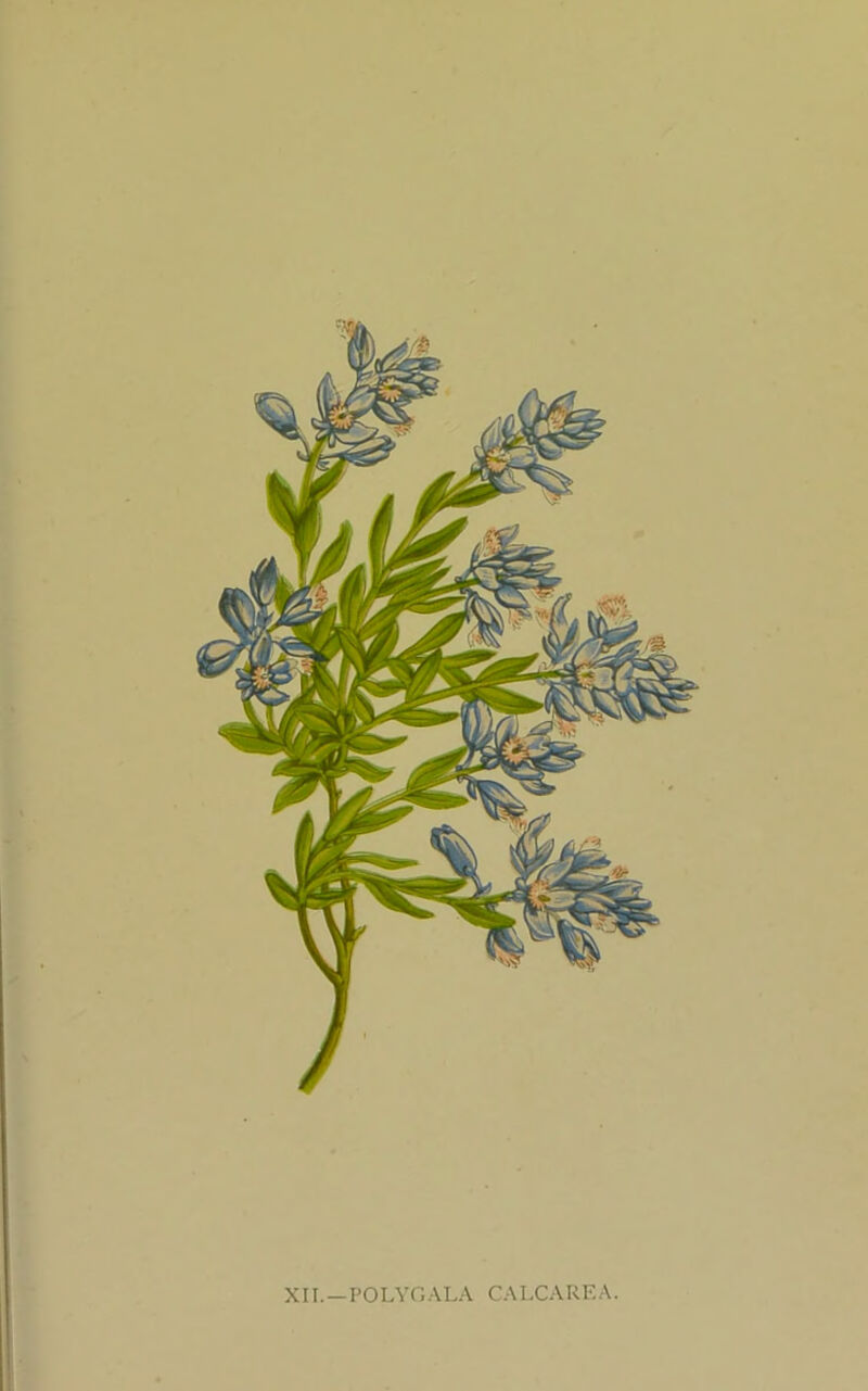 X11.—POLYGALA CA LCA RF. A.