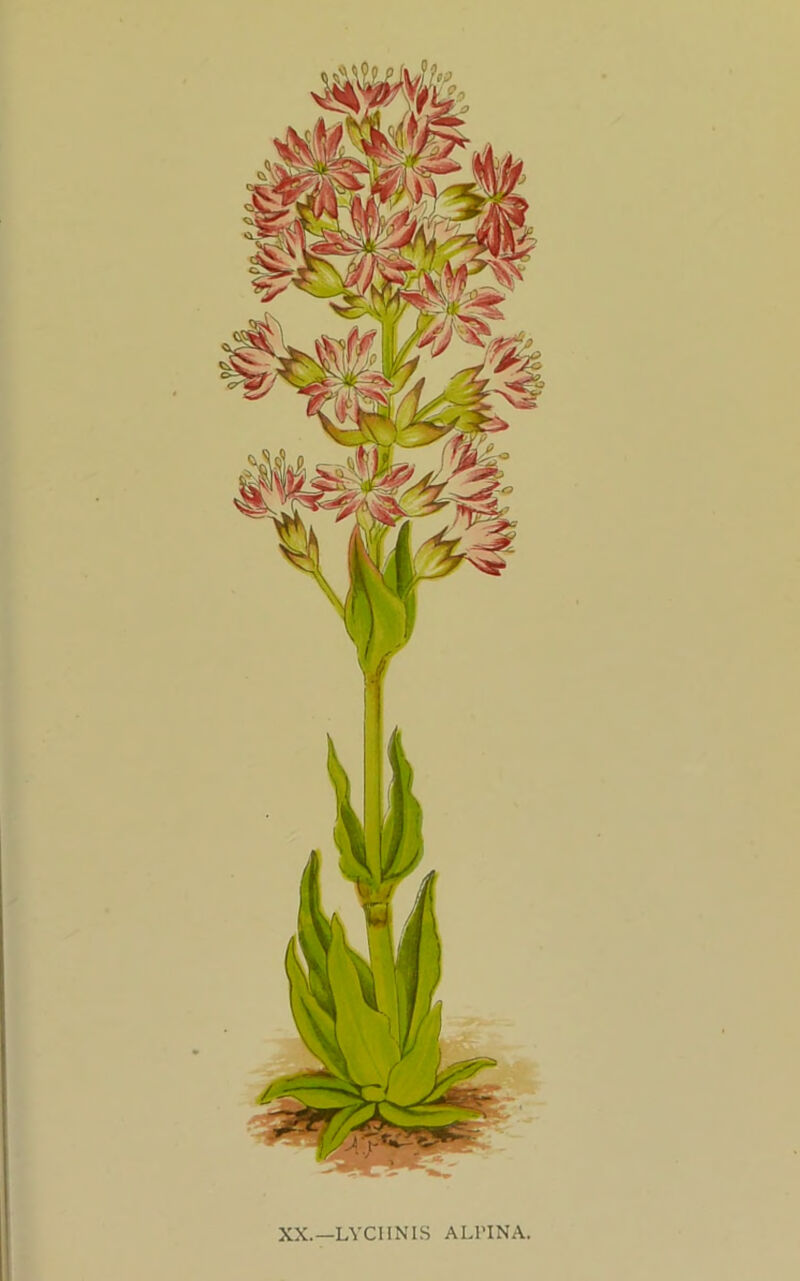 XX.—LYCHNIS ALl’INA.