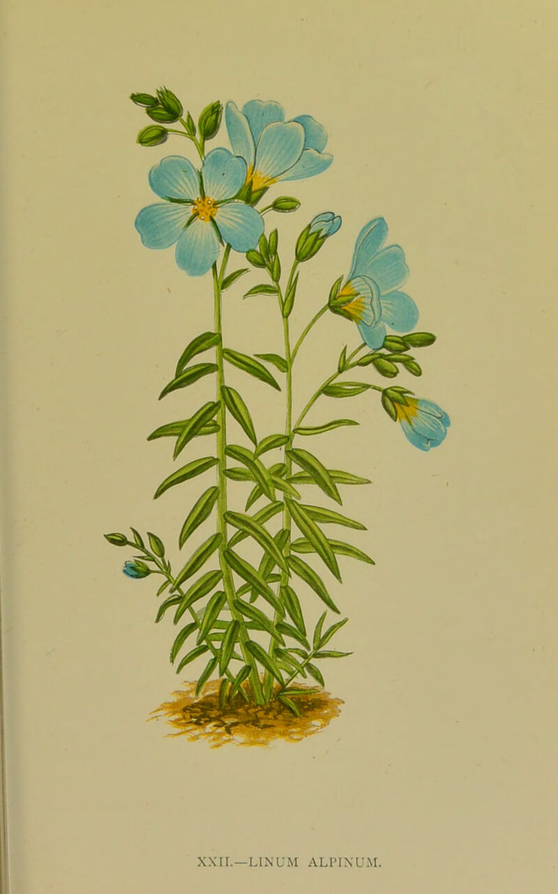 XXII.—LINUM ALPIXUM.