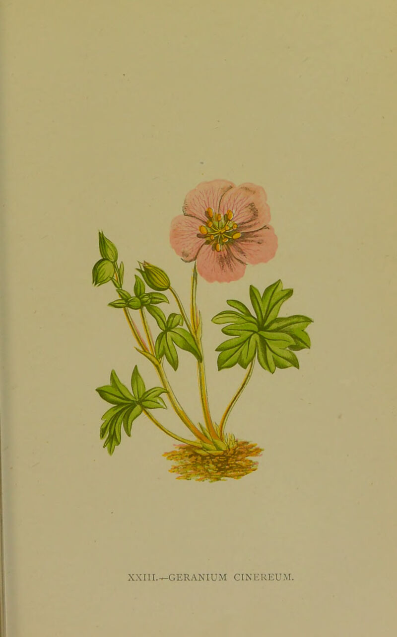 XXII[.—GERANIUM CINEREUM.