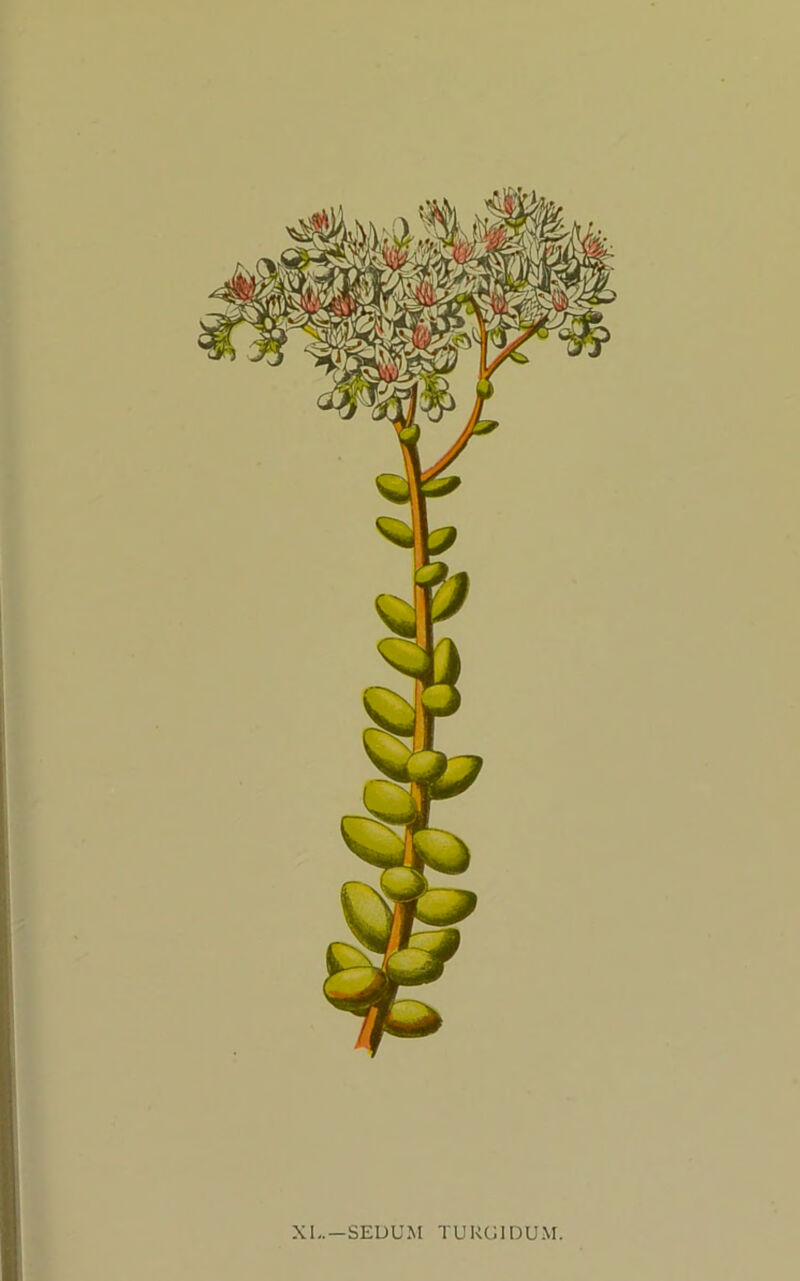 XL.—SEDUM TURG1DUM.