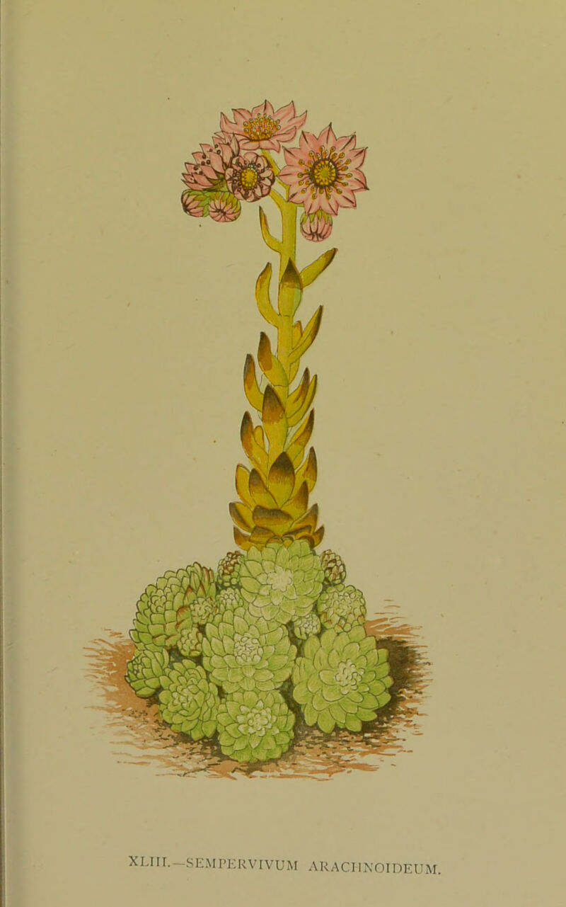 XLIIL—SEMPERVIVUM ARACIINOIDEUM,