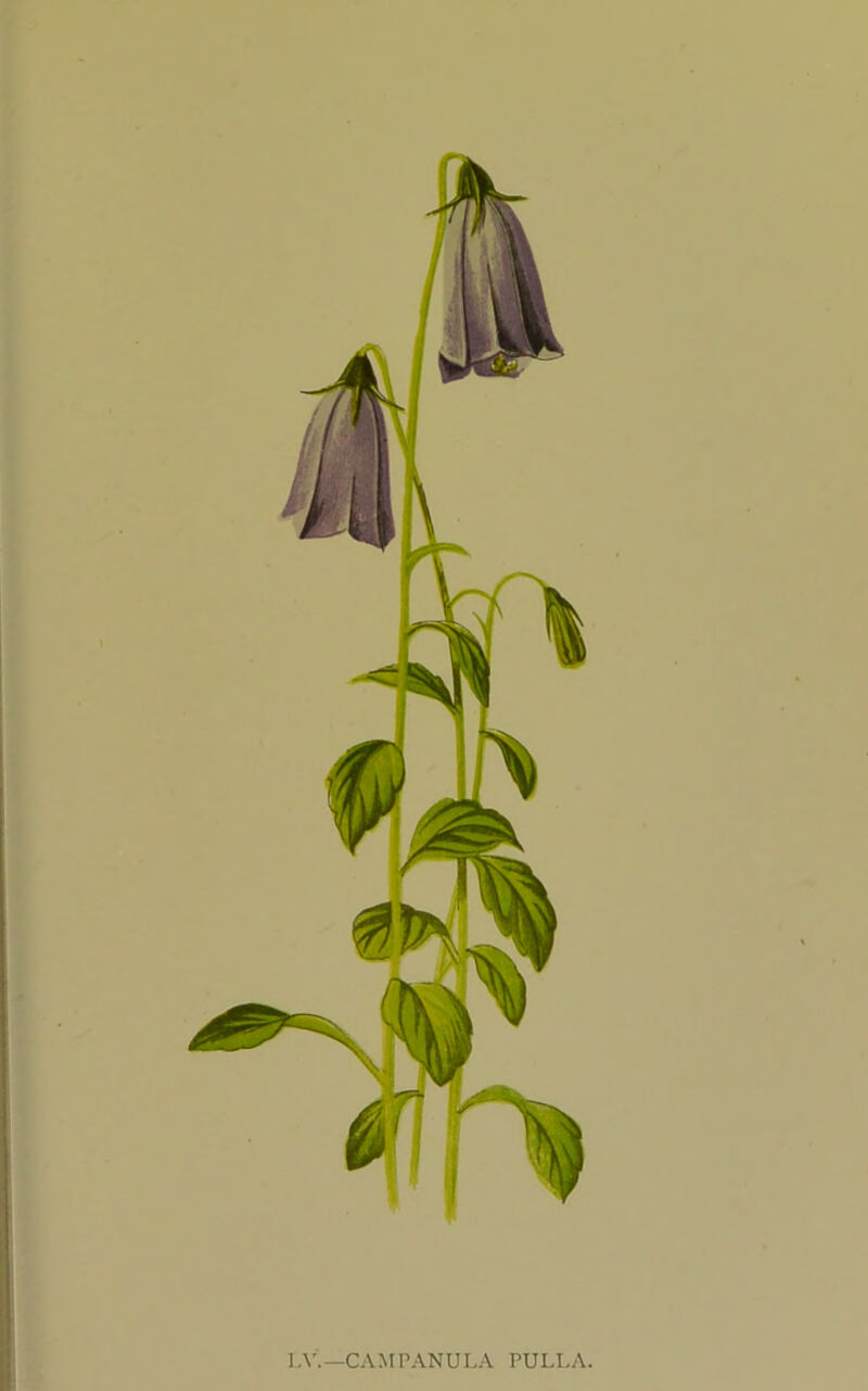 I.V'.—CAMPANULA PULLA.