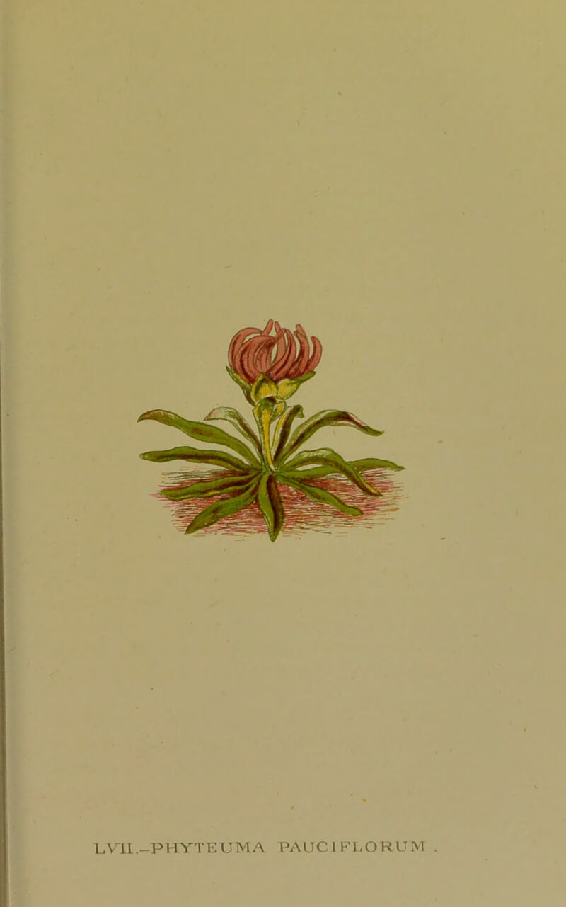 LVIL.—PHYTE LJTW A PAUCJFLORUM .