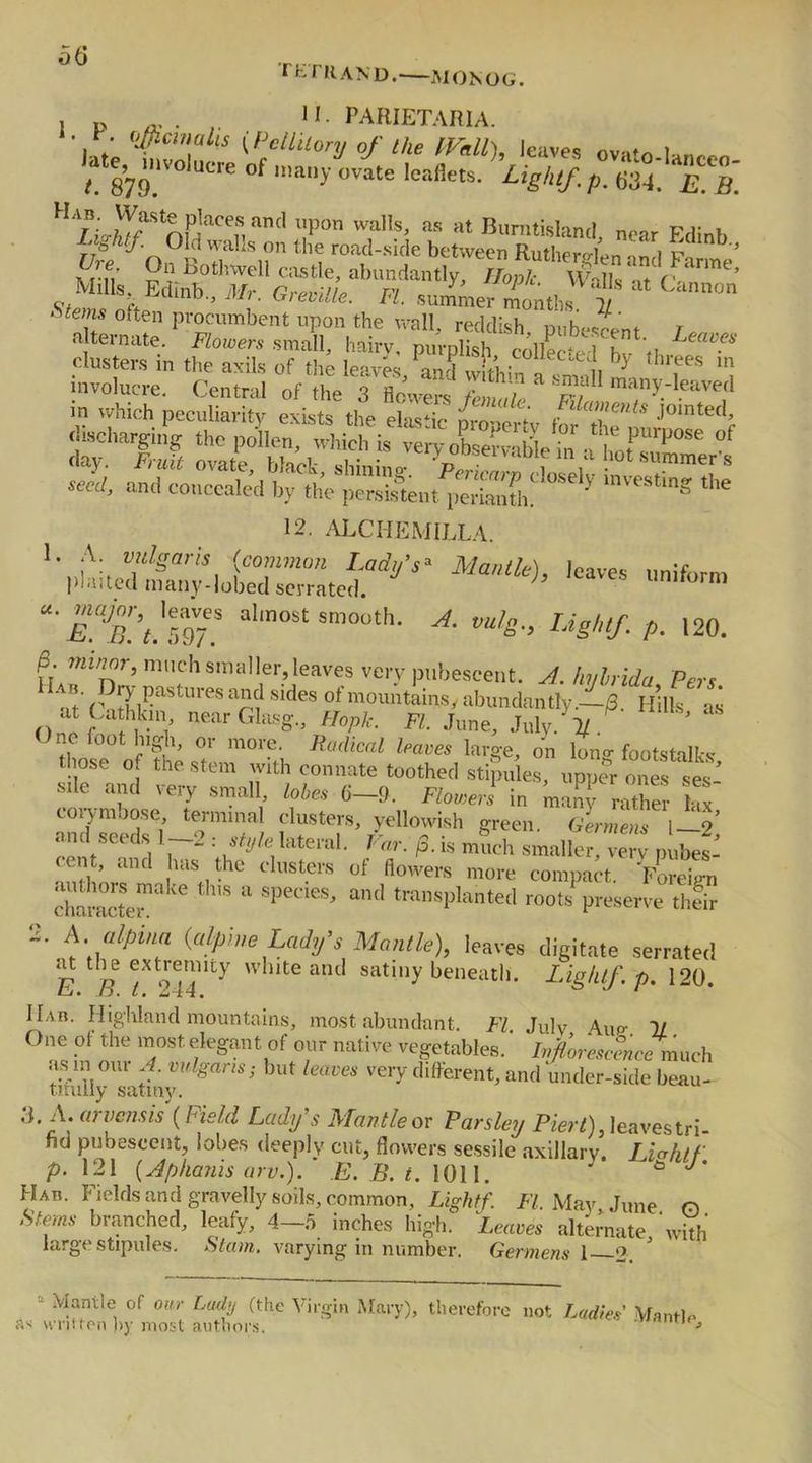 1 K r 11 AND. M o N o G. i i> ... 11 • PARIETARIA. • * • officinalis (PclLUory of Ike IVall), leaves own u > . / 879.‘VO UC'e °f ‘any °vate lca‘lets- Lig'“f ■ P- E- B. HliZ“nP^S,”ml Tn was- as at B^Ud. n,nr Edinb t'lghtf. Old walls on the road-side between Ruthero-len ,n!i v ’ Ure. On Botlnvell castle, abundantly, W S ‘ hme’ Mills Edinb., Mr. Greville. FI. summer months i Cann°n Stems often procumbent upon the wall, reddish pubescent / „ alternate. Flowers small, hairv, purplish collect-! h Vi Leav?s clusters in the axils of the leaves and within ! i } hrfes ln seed, and concealed by the persistent perianth. ' ^ the 12. ALCHEMILLA. ■*» uniform “• rJB?t!?97* al,nost smouth- A- ™l&; Eighlf. p. 120. p. minor, much smaller, leaves very pubescent. J.ht/hidu Peru ad(\i?rMtUrcSa?ilsldeS ofmo™tains, abundantly,_/3. Hills si at ta hkm near Gtag., Hppk. FI. June, .J„ly.Y ’ nc foot high, or more. Radical leaves large, on long footstalks those o. the stem with connate toothed stipules, upper ones ses- sde and very small lobes 6-1). Flowers in many raTer ax corymbose, terminal clusters, yellowish green Germenl l 2 and seeds I 2 : style lateral, hr. fi. is nrach smaU„ very p»^ cen , and has the clusters of flowers more compact. Foreign characteix a Ce “ SpeCICS' and tran*P^nted roots preserve thfir 2. A. alpma (a Ip me Lady’s Mantle), leaves digitate serrated E # T ^Ky w uteand satl,iy beneath. Light/, p. 120. IIar. Highland mountains, most abundant. FI. Julv Aup- 11 One ol the most elegant of our native vegetables. Inflorescence much asm mu A. vulgaris-, but leaves very different, and under-side beau- tifully satiny. .}. A. arvcnsis (Field Lady’s Mantle or Parsley Piert), leavestri- fid pubescent, lobes deeply cut, flowers sessile axillary. Licrhtf p. 121 {Aphanis am.). E. B. t. 1011. J’ Hau. Fields and gravelly soils, common. Lightf. FI. May, June n Stems branched, leafy, 4—o inches high. Leaves alternate with large stipules. Slam, varying in number. Germens 1 2. Mantle of our Lady (the Virgin Mary), therefore not Ladies MmH, as written by most authors. ^ 1