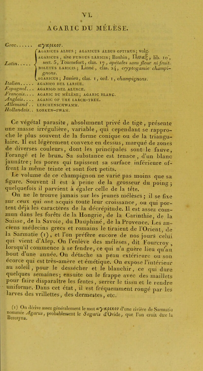 VI. AGARIC DU MELESE. dec etyapmov. iAwARICOS ALBUS J AGARICUS ALBDS OPTIMTJS ; Vulg. agaricus , sive fungcs laricisj Banhin, IT/Cet^, lib. 10, sect. 5, Tournefort, das. 17 , apetales sansjleur ni fruit. boletus laricis ; Linne, clas. ^4, ciyptogamie champi- gnons. agaricus; Jussieu, clas. 1, oid. r, champignons. Ilalien agartco del larice. Espagnol... agarigo del alerce. 'Francois.... agaric du melese; agaric blakc. Anglais. . . . AGARIC OF the larch-tree. Allemand. . lercuenschwamm. Hollandais.. lorken-zwam. Ce vegetal parasite, absolument prive de tige, presente one masse irreguliere, variable, qui cependant se rappro- che le plus souvent de la forme conique ou de la triangu- laire. II est legerement convexe en dessus, marque de zones de diverses couleurs, dont les principales sont le fauve, 1'orange et le brun. Sa substance est tenace , d'un blanc jaunatre; les pores qui tapissent sa surface inferieure of- frent la meme teinte et sont fort petits. Le volume de ce champignon ne varie pas moins que sa figure. Souvent il est a peine de la grosseur du poing • quelquefois il parvient a egaler celle de la tete. On ne le trouve jamais sur les jeunes meleses; il se fixe sur ceux qui nnt acquis toute leur croissance, ou qui por- tent deja les caracteres de la decrepitude. II est assez com- mun dans les forets de la Hongrie, de la Carinthie, de la Suisse, de la Savoie, duDauphine, de la Provence. Les an- ciens medecins grecs et romains le tiraient de l'Orient, de la Sarmatie (1) , et Ton prefere encore de nos jours c'elui qui vient dAlep. On l'enleve des meleses, dit Fourcroj , lorsqu'il commence a se fendre, ce qui n'a guere lieu qu'au bout d'une annee. On detache sa peau exterieure ou son ecorce qui est tres-amere et emetique. On expose I'interieur au soleil, pour le dessecher et le blanchir, ce qui dure quelques semainesj ensuite on le frappe avec des maillels pour faire disparaltre les fentes, serrer le tissu et le rendre uniforme. Dans cet etat, il est frequemment ronge par les larves des vrillettes, des dermestes, etc. (1) On derive asscz gene'ralcmcnt le mot *y&piK0V d'une riviere de Sarmatie nommec Agarus, probablcrucnt le Sagaris d'Ovidc. que 1'on croit (Sue la ucrezyna.