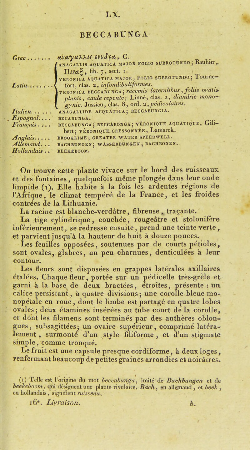 LX. BECCABUNGA Grec tLVctytLXKlt evvfpct,, C. 'anagallis aquatica major folio sobrotundo; Bauhirr,. TllVet%, lib. 7, sect. i. J VERONICA AQUATICA MAJOR, FOLIO SOBROTBNDOJ Tourne- Latin I fort, clas. 2, infondibulifomies. [ veronica beccarunga; racemis lateralibus , folus ovati* planis, caule repente; Linne, clas. 2, diandrie mono-' gynie. Jnssieu, clas. 8, ord. 2, pediculaires. Italien anagallide acquatica; beccabungia. i Jispagnol,... . BECABTJNGA.. . Francais. ... beccabtjnga; beccAbonga; verontque aquAtiqtje, Gil- bert; veroniqite. cressonnee, Lamarck. Anglais brooklime; greater water speedwell. Allemand. .. bachbdngenj wasserbungen ; bachbonen. Hollandais.. beekeboom. On trouve cette plante vivace sur le bord des ruisseaux. et des fontaines, quelquefois meme plongee dans leur onde limpide (1). Elle habite a la fois les ardentes regions de l'Afrique, le climat tempere de la France, et les froides contrees de la Lithuanie. La racine est blanche-verdatre, fibreuse, Iragante. La tige cylindrique, couchee, rougeatre et stolonifere inferieurement, se redresse ensuite, prend une teinte verte, et parvient jusqu'a la hauteur de huit a douze pouces. Les feuilles opposees, soutenues par de courts petioles, sont ovales, glabres, un peu charnues, denticulees a leur contour. Les fleurs sont disposees en grappes laterales axillaires ctalees. Chaquefleur, portee sur un pedicelle tres-grele et garni a la base de deux bractees, etroites, presente : un calice persistant, a quatre divisionsj une corolle bleue mo- nopetale en roue, dont le limbe est partage en quatre lobes ovales; deux etaraines inserees au tube court de la corolle, et doht les filamens sont termines par des antheres oblon- gues, subsagittees; un ovaire superieur, comprime latera- lement, surmonte d'un style filiforme , et d'un stigmate simple, comme tronque. Le fruit est une capsule presque cordiforme, a deux loges, renfermant beaucoup depetites graines arrondies et noiratres. (1) Telle est 1'origine du mot leccabunga, imite de Bachbungen et de beeheboom, qui designent une plante rivulairc. Bach, en allemand , et beek , en hollandais , signifient ruisseau. i6e. Livraison. ft.