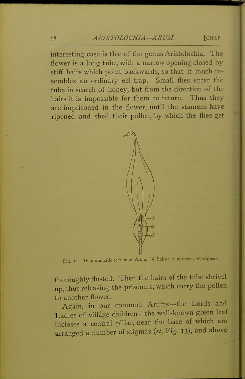 interesting case is that of the genus Aristolochia. The flower is a long tube, with a narrow opening closed by stiff hairs which point backwards, so that it much re- sembles an ordinary eel-trap. Small flies enter the tube in search of honey, but from the direction of the hairs it is impossible for them to return. Thus they are imprisoned in the flower, until the stamens have ripened and shed their pollen, by which the flies get jr,(3_ 13—Diagrammatic section of Arum, h, hairs ; a, anthers; st, stigmas. thoroughly dusted. Then the hairs of the tube shrivel up, thus releasing the prisoners, which carry the pollen to another flower. Again, in our common Arums—the Lords and LadFes of village children—the well-known green leaf incloses a central pillar, near the base of which are arranged a number of stigmas {st. Fig. 13), and above