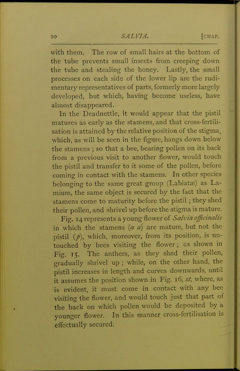 with them. The row of small hairs at the bottom of the tube prevents small insects from creeping down the tube and stealing the honey. Lastly, the small processes on each side of the lower lip are the rudi- mentary representatives of parts, formerly more largely developed, but which, having become useless, have almost disappeared. In the Deadnettle, it would appear that the pistil matures as early as the stamens, and that cross-fertili- sation is attained by the relative position of the stigma, which, as will be seen in the figure, hangs down below the stamens ; so that a bee, bearing pollen on its back from a previous visit to another flower, would touch the pistil and transfer to it some of the pollen, before coming in contact with the stamens. In other species belonging to the same great group (Labiatae) as La- mium, the same object is secured by the fact that the stamens come to maturity before the pistil; they shed their pollen, and shrivel up before the stigma is mature. Fig. 14 represents a young flower of Salvia officinalis in which the stamens [a a) are mature, but not the pistil (p), which, moreover, from its position, is un- touched by bees visiting the flower; as shown in Fig. 15. The anthers, as they shed their pollen, gradually shrivel up ; while, on the other hand, the pistil increases in length and curves downwards, until it assumes the position shown in Fig. 16, si, where, as is evident, it must come in contact with any bee visiting the flower, and would touch just that part of the back on which pollen would be deposited by a younger flower. In this manner cross-fertilisation is effectually secured.