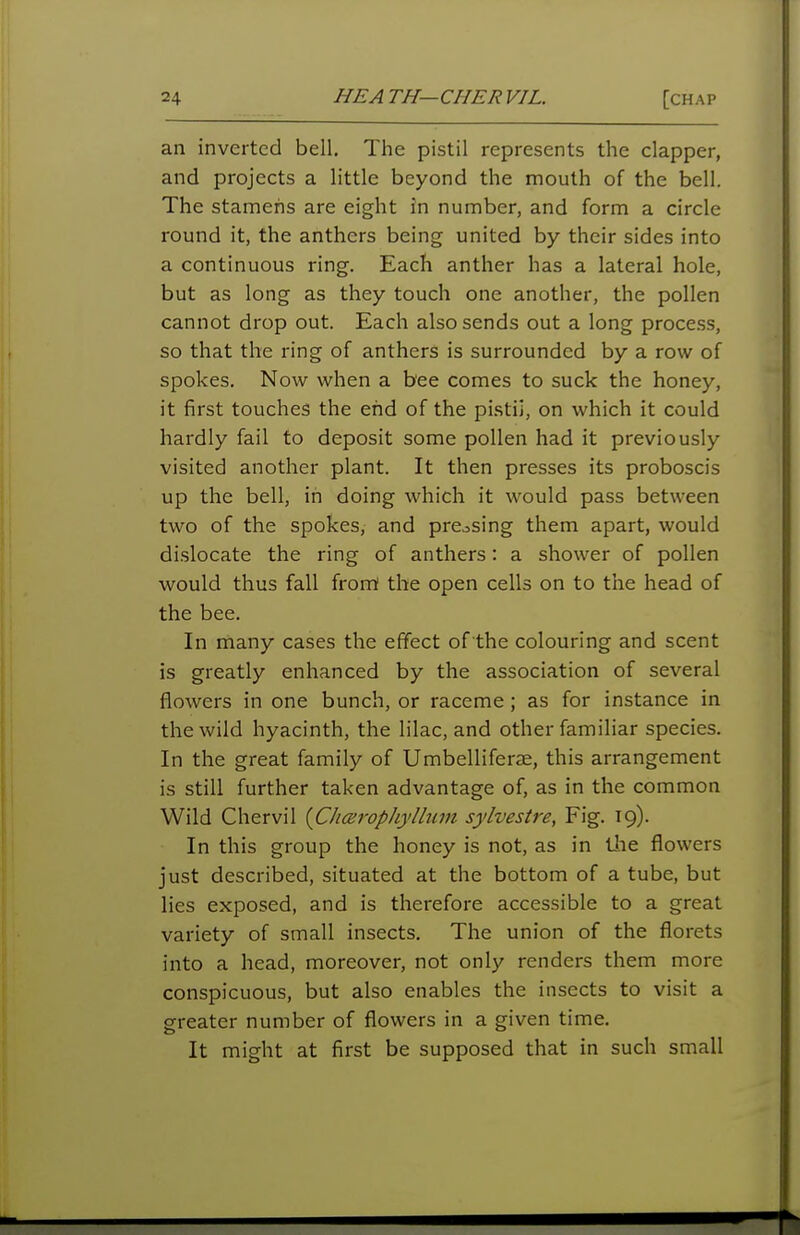 an inverted bell. The pistil represents the clapper, and projects a little beyond the mouth of the bell. The stamens are eight in number, and form a circle round it, the anthers being united by their sides into a continuous ring. Each anther has a lateral hole, but as long as they touch one another, the pollen cannot drop out. Each also sends out a long process, so that the ring of anthers is surrounded by a row of spokes. Now when a bee comes to suck the honey, it first touches the end of the pistii, on which it could hardly fail to deposit some pollen had it previously visited another plant. It then presses its proboscis up the bell, in doing which it would pass between two of the spokes, and pressing them apart, would dislocate the ring of anthers: a shower of pollen would thus fall frorrt the open cells on to the head of the bee. In many cases the effect of the colouring and scent is greatly enhanced by the association of several flowers in one bunch, or raceme; as for instance in the wild hyacinth, the lilac, and other familiar species. In the great family of Umbelliferae, this arrangement is still further taken advantage of, as in the common Wild Chervil {Choirophyllum sylvestre, Fig. 19). In this group the honey is not, as in liie flowers just described, situated at the bottom of a tube, but lies exposed, and is therefore accessible to a great variety of small insects. The union of the florets into a head, moreover, not only renders them more conspicuous, but also enables the insects to visit a greater number of flowers in a given time. It might at first be supposed that in such small