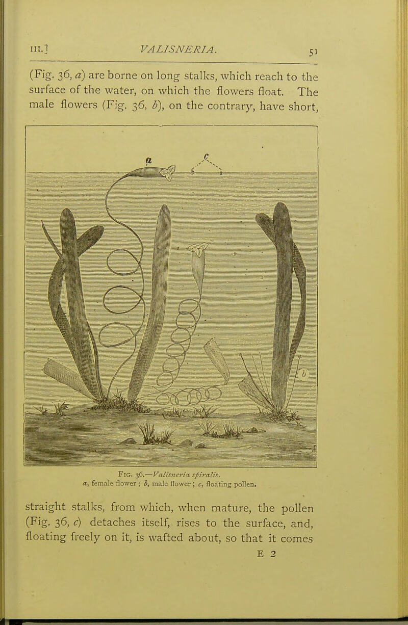 (Fig. 36, d) are borne on long stalks, which reach to the surface of the water, on which the flowers float. The male flowers (Fig. 36, b\ on the contrary, have short, Fig. 36.—Valisnerici spiralis, a, female flower ; b, male flower; c, floating pollen. straight stalks, from which, when mature, the pollen (Fig. 36, c) detaches itself, rises to the surface, and, floating freely on it, is wafted about, so that it comes