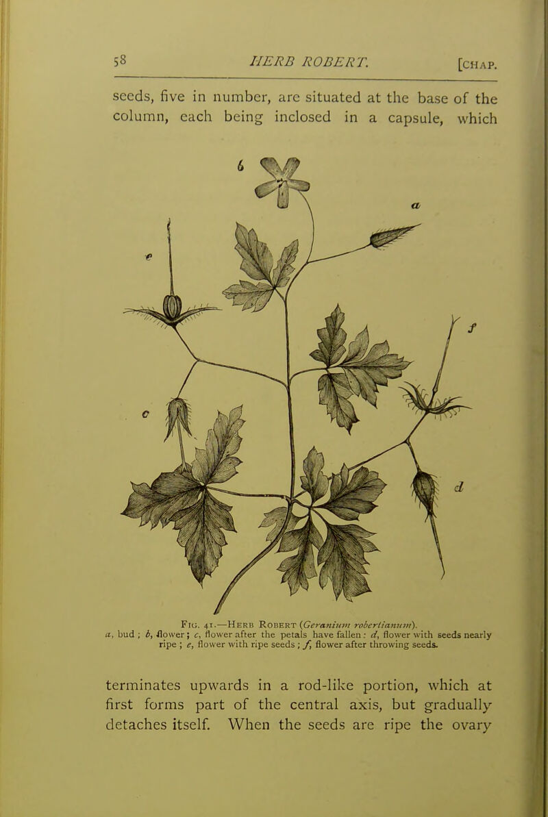 seeds, five in number, are situated at the base of the column, each being inclosed in a capsule, which Fig. 41.—Herb Robert (G^y«K««w robertianu»t). a, bud ; i, flower; c, flower after the petals have fallen : li, flower with seeds nearly ripe ; e, flower with ripe seeds; Jl flower after throwing seeds. terminates upwards in a rod-like portion, which at first forms part of the central axis, but gradually detaches itself. When the seeds are ripe the ovary