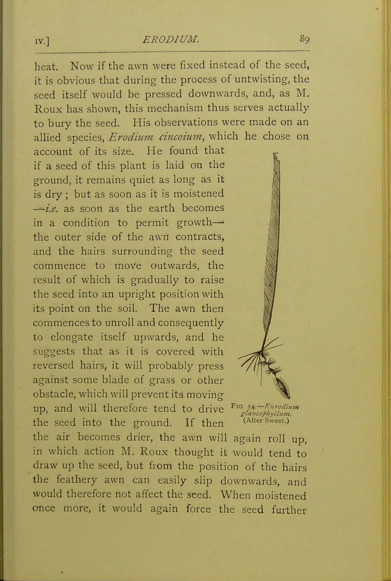 heat. Now if the awn were fixed instead of the seed, it is obvious that during the process of untwisting, the seed itself would be pressed downwards, and, as M. Roux has shown, this mechanism thus serves actually to bury the seed. His obsei-vations were made on an allied species, Erodium cincoium, which he chose on account of its size. He found that „. if a seed of this plant is laid on the ^ ground, it remains quiet as long as it is dry; but as soon as it is moistened ■^i.e. as soon as the earth becomes in a condition to permit growth-^ the outer side of the awrt contracts, and the hairs surrounding the seed commence to move outwards, the result of which is gradually to raise the seed into an upright position with its point on the soil. The awn then commences to unroll and consequently to elongate itself upwards, and he suggests that as it is covered with reversed hairs, it will probably press against some blade of grass or other obstacle, which will prevent its moving up, and will therefore tend to drive the seed into the ground. If then the air becomes drier, the awn will in which action M. Roux thought it would tend to draw up the seed, but from the position of the hairs the feathery awn can easily slip downwards, and would therefore not affect the seed. When moistened once more, it would again force the seed further Fig 54.—F.urocUu/n glaiicophyilmn. (After Sweet.) roll up,