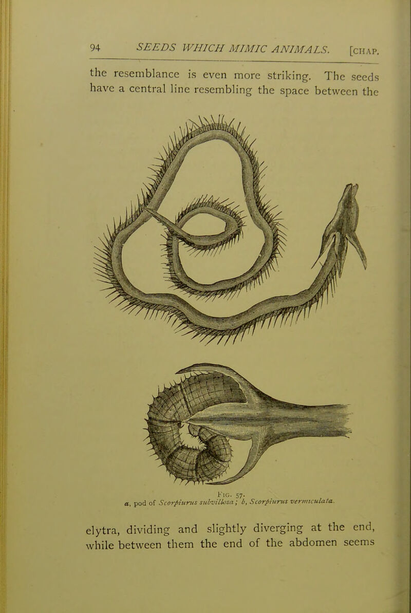 the resemblance is even more striking. The seeds have a central line resembling the space between the Fig. 57. a, pod of Scorpiiinis subvillosa; b, Scorpiurus vertinadata. elytra, dividing and slightly diverging at the end, while between them the end of the abdomen seems