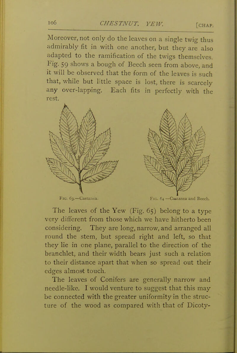 io6 CHESTNUT. YEW. [chap. Moreover, not only do the leaves on a single tv/ig thus admirably fit in with one another, but they are also adapted to the ramification of the twigs them.selves. Fig. 59 shows a bough of Beech seen from above, and it will be observed that the form of the leaves is such that, while but little space is lost, there is scarcely any over-lapping. Each fits in perfectly with the rest. Fio. 63.—Castaiica. Fig. 64 —Casianea and Beech. The leaves of the Yew (Fig. 65) belong to a type very different from those which we have hitherto been considering. They are long, narrow, and arranged all round the stem, but spread right and left, so that they lie in one plane, parallel to the direction of the branchlet, and their width bears just such a relation to their distance apart that when so spread out their edges almost touch. The leaves of Conifers are generally narrow and needle-like. I would venture to suggest that this may be connected with the greater uniformity in the struc- ture of the wood as compared with that of Dicoty-