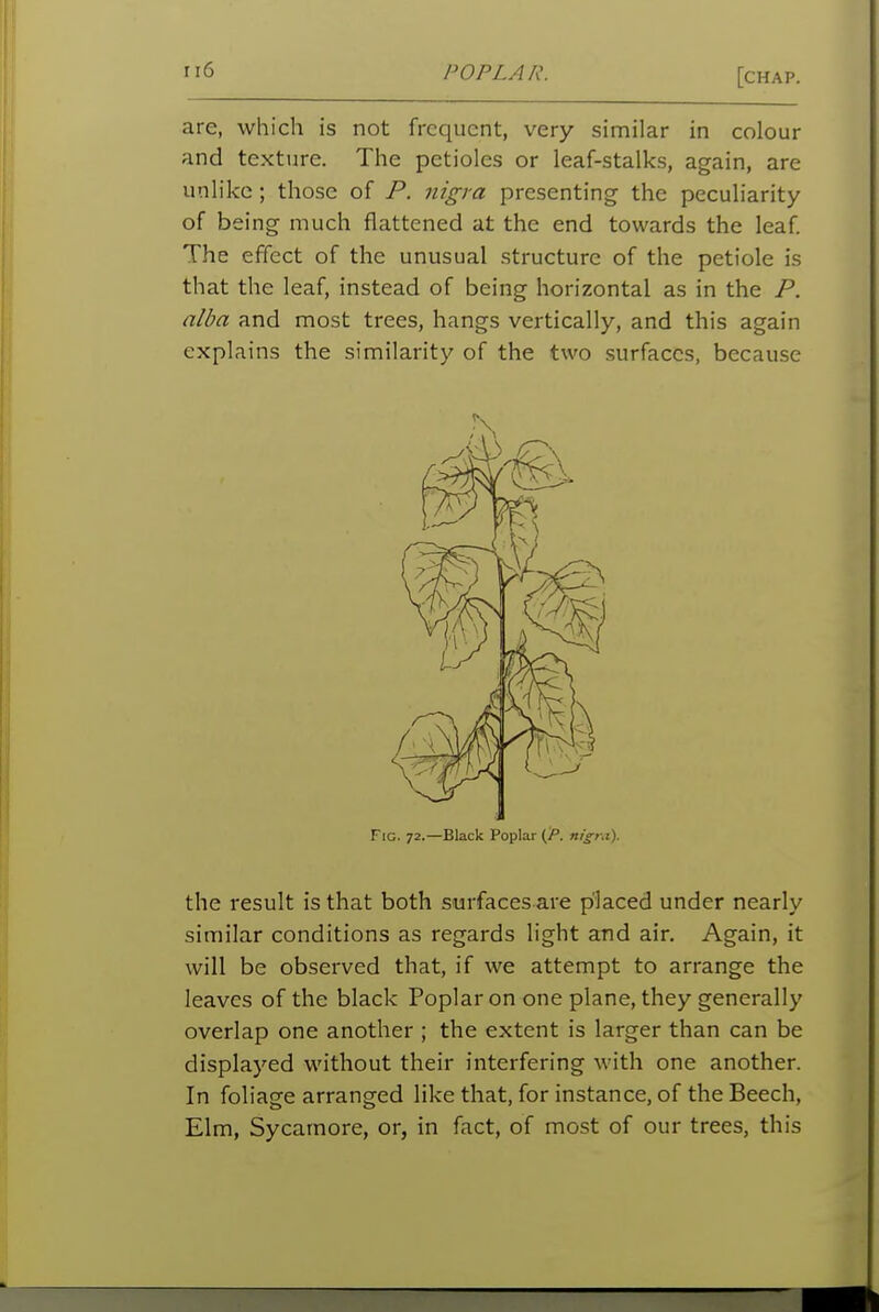 are, which is not frequent, very similar in colour and texture. The petioles or leaf-stalks, again, are unlike ; those of P. nigra presenting the peculiarity of being much flattened at the end towards the leaf The effect of the unusual structure of the petiole is that the leaf, instead of being horizontal as in the P. alba and most trees, hangs vertically, and this again explains the similarity of the two surfaces, because the result is that both surfaces are placed under nearly similar conditions as regards light and air. Again, it will be observed that, if we attempt to arrange the leaves of the black Poplar on one plane, they generally overlap one another ; the extent is larger than can be displayed without their interfering with one another. In foliage arranged like that, for instance, of the Beech, Elm, Sycamore, or, in fact, of most of our trees, this Fic. 72.—Black Poplar (A nigra').