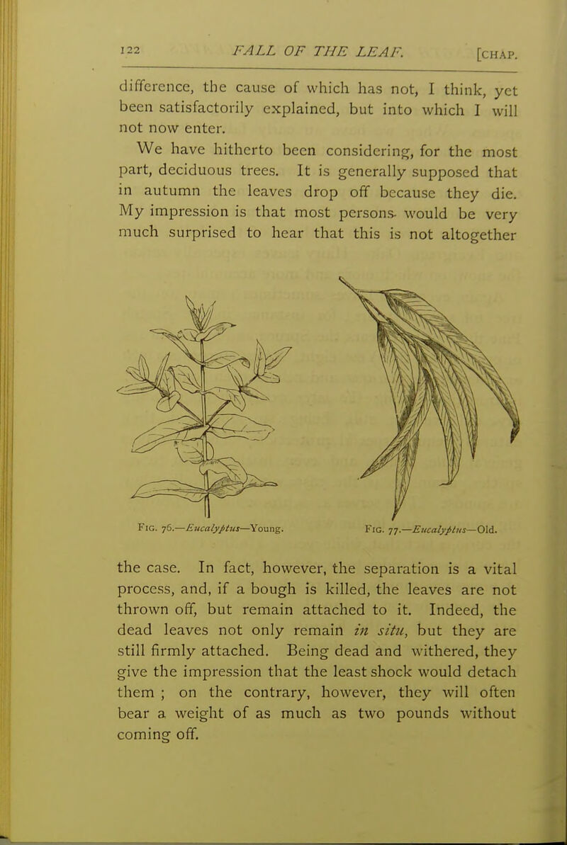difference, the cause of which has not, I think, yet been satisfactorily explained, but into which I will not now enter. We have hitherto been considering, for the most part, deciduous trees. It is generally supposed that in autumn the leaves drop off because they die. My impression is that most persons- would be very much surprised to hear that this is not altogether Fig. 76—Eucalyptus—\oung. Fig. Tj.—Eitcalypius—Oli. the case. In fact, however, the separation is a vital process, and, if a bough is killed, the leaves are not thrown off, but remain attached to it. Indeed, the dead leaves not only remain in situ, but they are still firmly attached. Being dead and withered, they give the impression that the least shock would detach them ; on the contrary, however, they will often bear a weight of as much as two pounds without coming off.