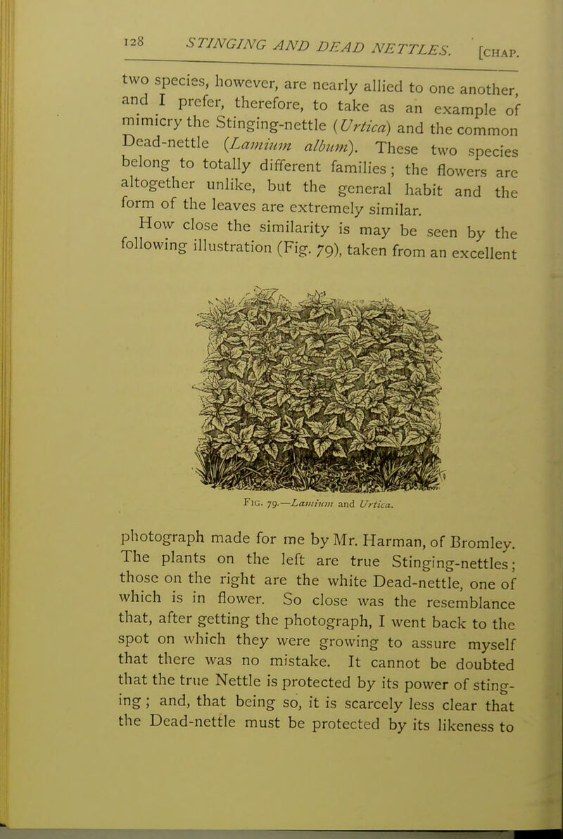 STINGING AND DEAD NETTLES. [chap. two species, however, are nearly allied to one another and I prefer, therefore, to take as an example of mimicry the Stinging-nettle {Urtica) and the common Dead-nettle {Lamium album). These two species belong to totally different families ; the flowers are altogether unlike, but the general habit and the form of the leaves are extremely similar. How close the similarity is may be seen by the following illustration (Fig. 79), taken from an excellent Fig. 79.—Lauiiuin and Urtica. photograph made for me by Mr. Harman, of Bromley. The plants on the left are true Stinging-nettles; those on the right are the white Dead-nettle, one of which is in flower. So close was the resemblance that, after getting the photograph, I went back to the spot on which they were growing to assure myself that there was no mistake. It cannot be doubted that the true Nettle is protected by its power of sting- ing ; and, that being so, it is scarcely less clear that the Dead-nettle must be protected by its likeness to
