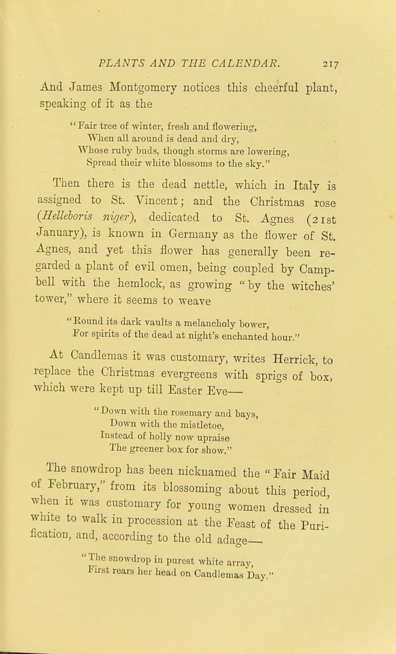 And James Montgomery notices this cheerful plant, speaking of it as the Fair tree of winter, fresh and flowering, When all around is dead and dry, Whose ruby buds, though storms are lowering, Spread their white blossoms to the sky. Then there is the dead nettle, which in Italy is assigned to St. Vincent; and the Christmas rose {Helleboris niger), dedicated to St. Agnes (21st January), is known in Germany as the flower of St. Agnes, and yet this flower has generally been re- garded a plant of evil omen, being coupled by Camp- bell with the hemlock, as growing  by the witches' tower, where it seems to weave  Round its dark vaults a melancholy bower, For spirits of the dead at night's enchanted hour. At Candlemas it was customary, writes Herrick, to replace the Christmas evergreens with sprigs of box, which were kept up till Easter Eve— Down Avith the rosemary and bays, Down with the mistletoe. Instead of holly now upraise The greener box for show. The snowdrop has been nicknamed the  Fair Maid of February, from its blossoming about this period when it was customary for young women dressed in white to walk in procession at the Feast of the Puri- fication, and, according to the old adage— The snowdrop in purest white array First rears her head on Candlemas Day.