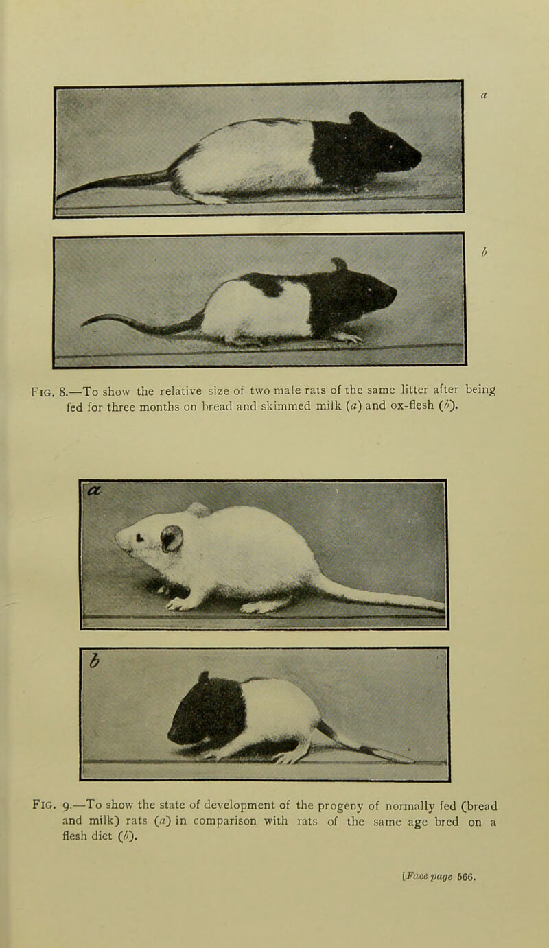 a Fig. 8.—To show the relative size of two male rats of the same litter after being fed for three months on bread and skimmed milk («) and ox-flesh (//). Fig. 9.—To show the state of development of the progeny of normally fed (bread and milk) rats (a) in comparison with rats of the same age bred on a flesh diet (/>). iFtxafpagt 666.