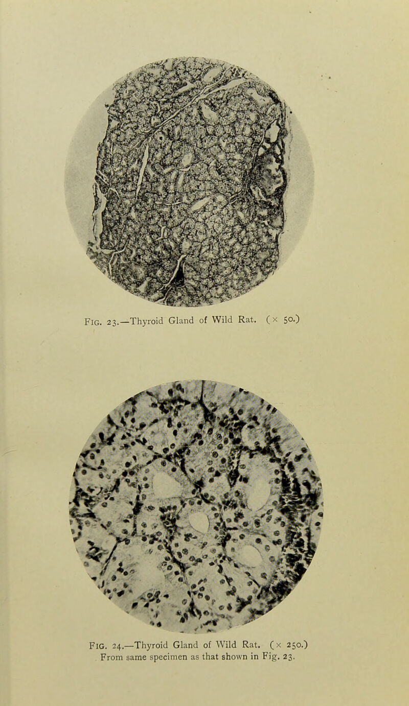 Fig. 24.—Thyroid Gland of Wild Rat. (x 250.)