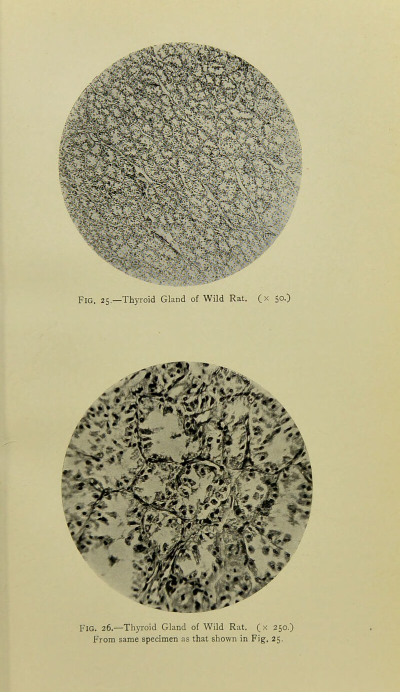 'Sift- ^ Fig. 25.—Thyroid Gland of Wild Rat. (x 50.) Fig. 26.—Thyroid Ghiud ol Wild Rat. (x 250.)