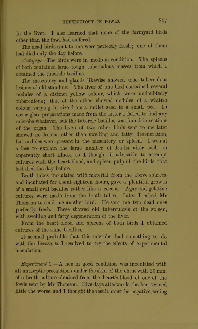 in the liver. I also learned that none of the furmyard birds other tlian the fowl had suffered. The dead birds sent to me were perfectly fresh; one of them had died only the day befora Autopsy.—The birds were in medium condition. The spleens of both contained large tough tuberculous masses, from which I obtained the tubercle bacillus. The mesentery and glands likewise showed true tuberculous lesions of old standing. The liver of one bii’d contained several nodules of a distinct yellow colour, which were undoubtedly tuberculous; that of the other showed nodules of a whitish colour, varying in size from a millet seed to a small pea. In cover-glass preparations made from the latter I failed to find any microbe whatever, but the tubercle bacillus w^as found in sections of the organ. The livers of two other birds sent to me later showed no lesions other than swelling and fatty degeneration, but nodules were present in the mesentery or spleen. I was at a loss to explain the large number of deaths after such an apparently short illness, so I thought it advisable to attempt cultures with the heart blood, and spleen pulp of the birds that had died the day before. Broth tubes inoculated with material from the above sources, and incubated for about eighteen hours, gave a plentiful growth of a small oval bacillus rather like a coccus. jAgar and gelatine cultures were made from the broth tubes. Later. I asked Mr Thomson to send me another bird. He sent me two dead ones perfectly fresh. These show'ed old tuberculosis of the spleen, with swelling and fatty degeneration of the liver. From the heart blood and spleens of both birds I obtained cultures of the same bacillus. It seemed probable that this microbe had something to do with the disease, so I resolved to try the effects of experimental inoculation. Experiment 1.—A hen in good condition was inoculated with all antiseptic precautions under the skin of the chest with 20 mm. of a broth culture obtained from the heart’s blood of one of the fowls sent by Mr Thomson. Five days afterwards the hen seemed little the worse, and I thought the result must be negative, seeing